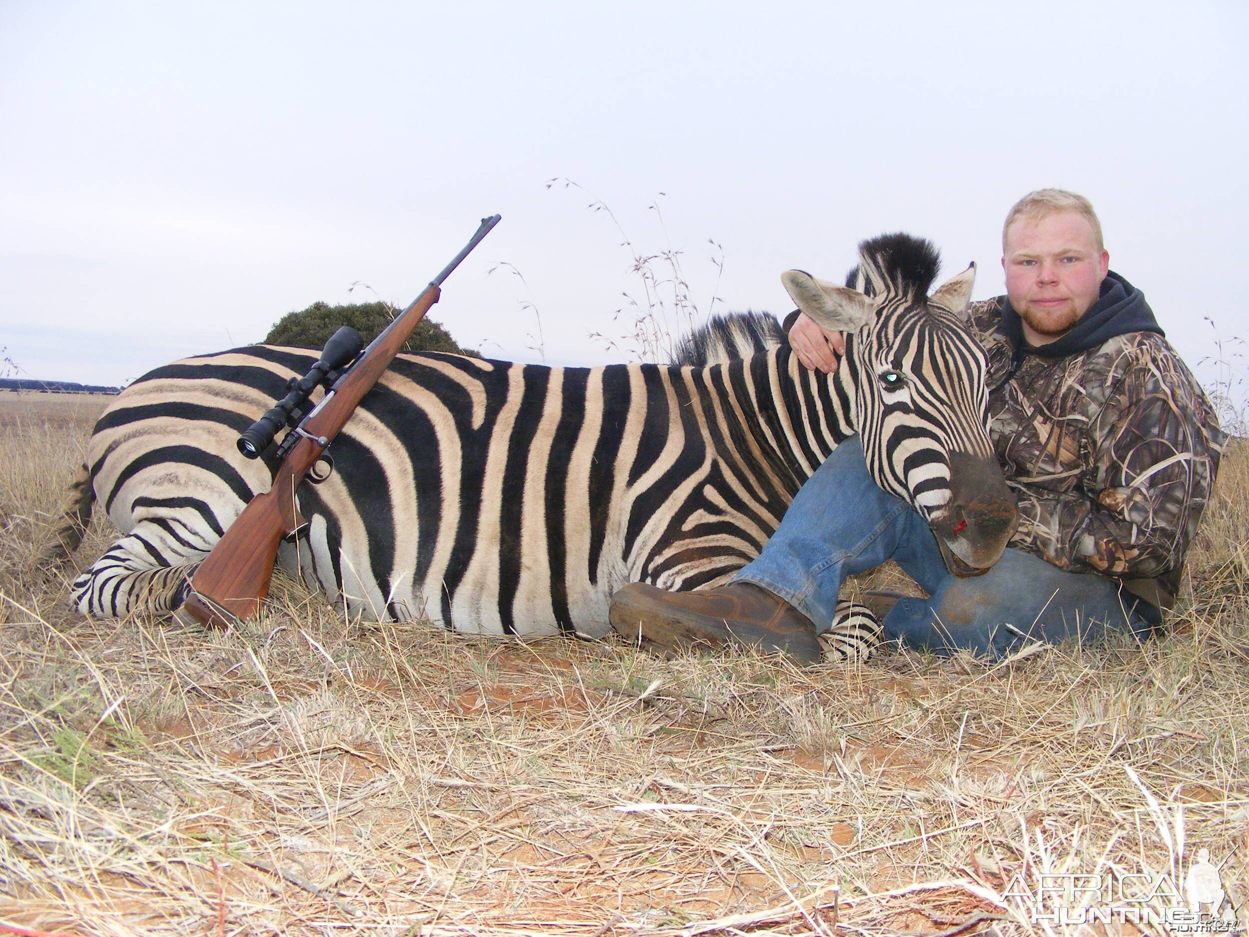 Plains Zebra