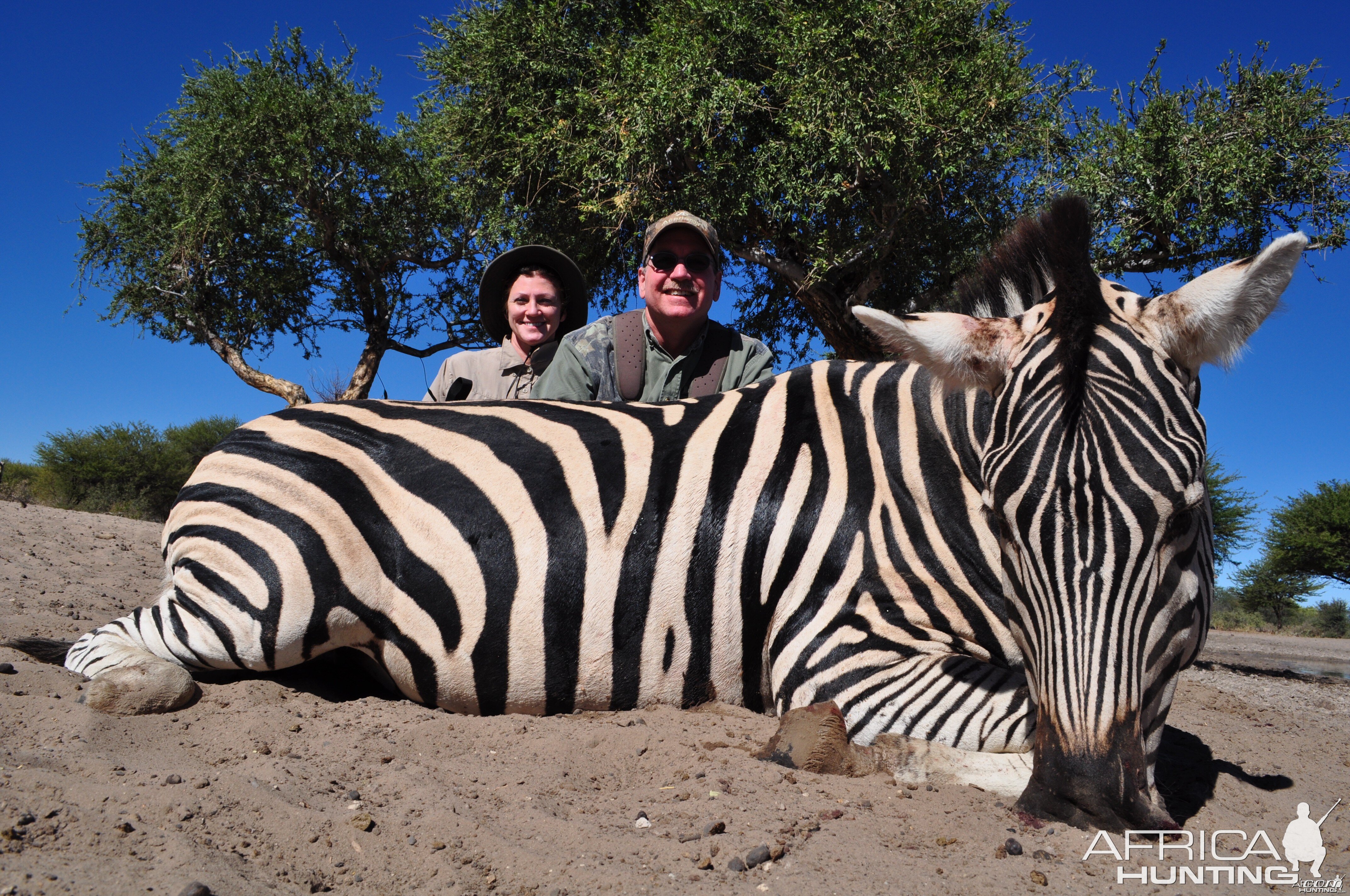 Plains Zebra