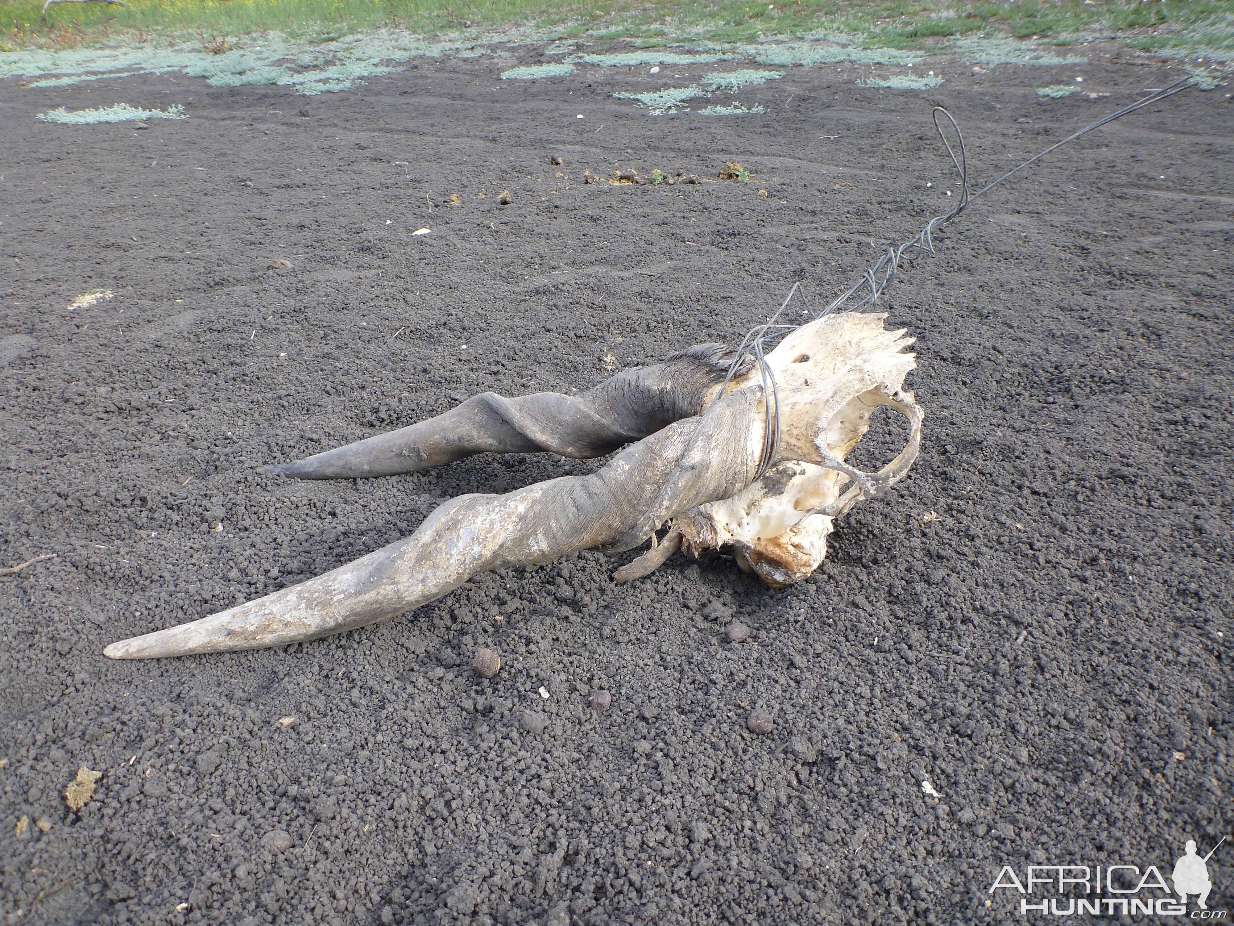 Poacher Cape Eland