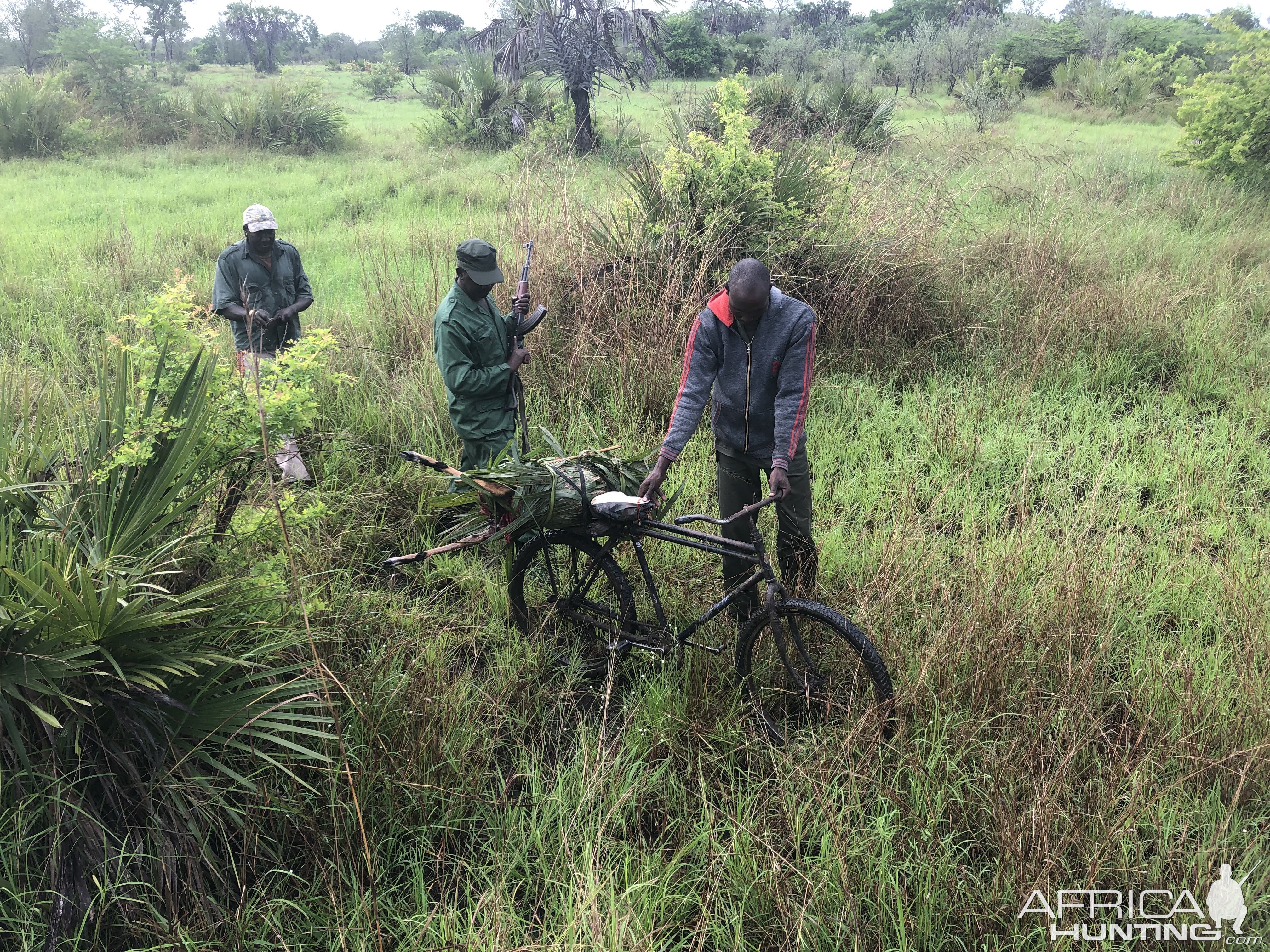 Poachers, two bicycles and one with a freshly killed Impala ewe