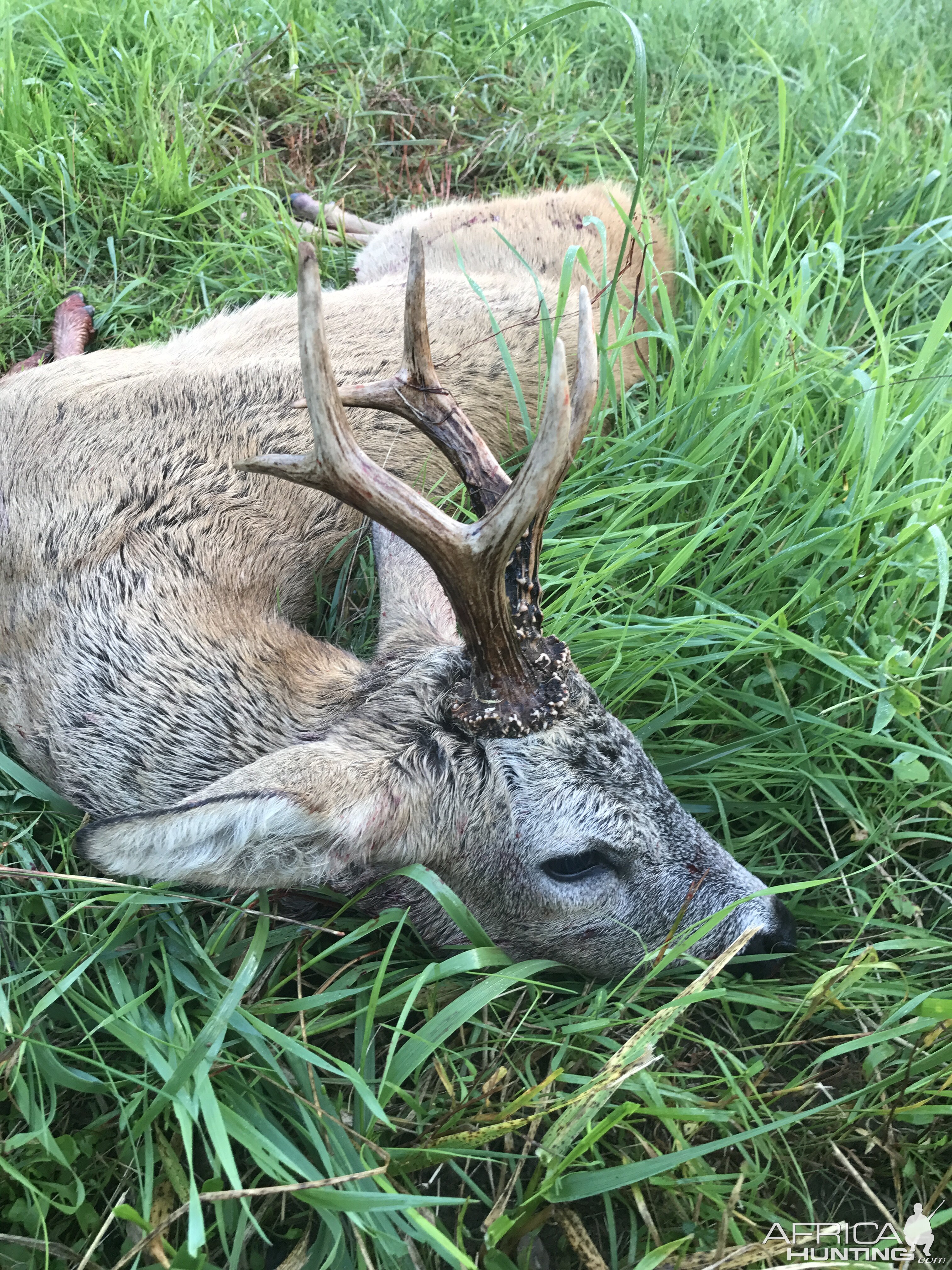 Poland Hunt Roe Buck