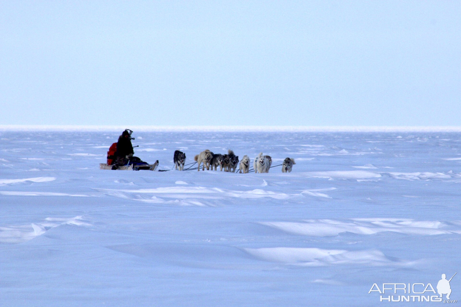 Polar Bear Dog Sled Hunt