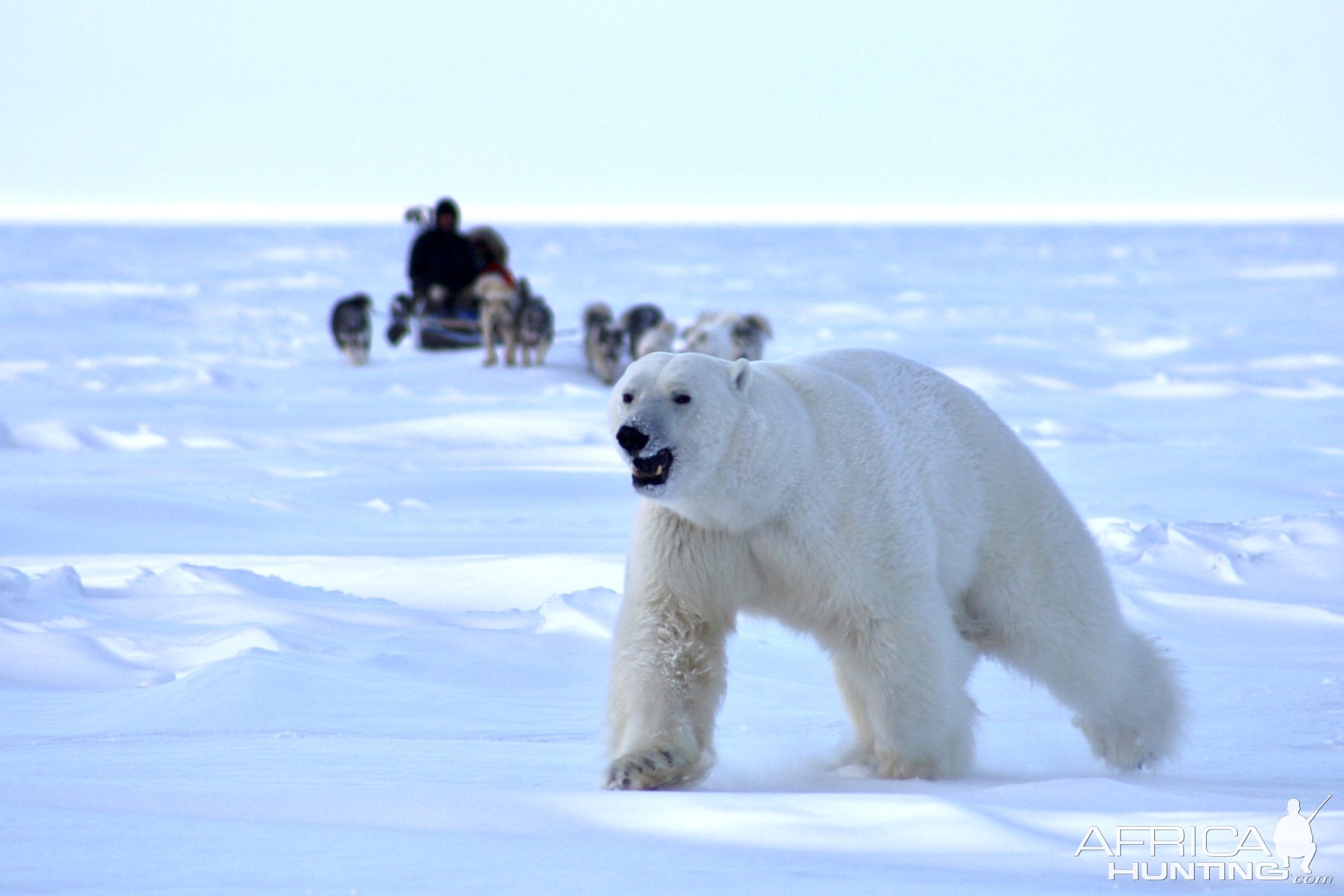 Polar Bear Dog Sled Hunt