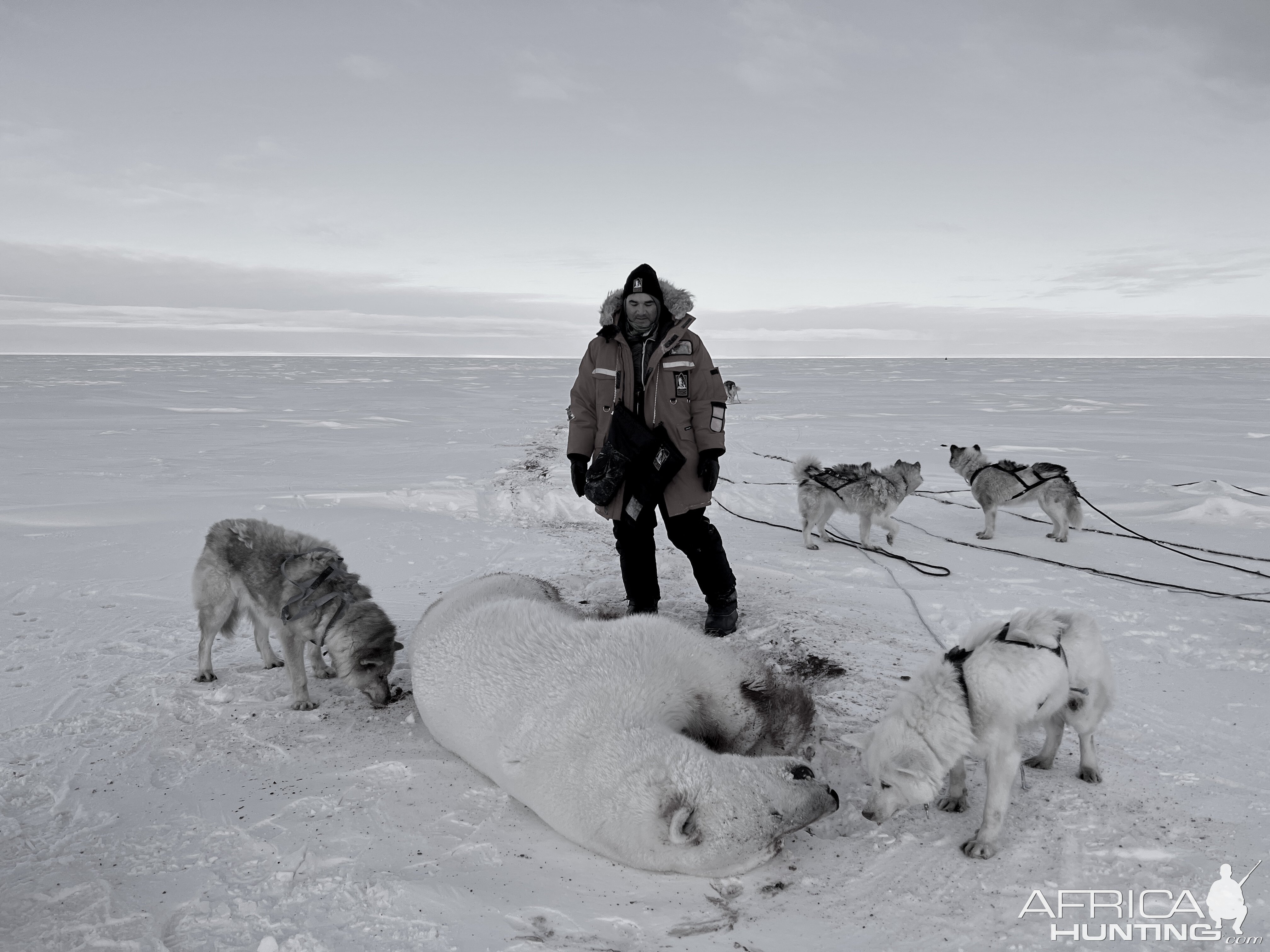 Polar Bear Dog Sled Hunt