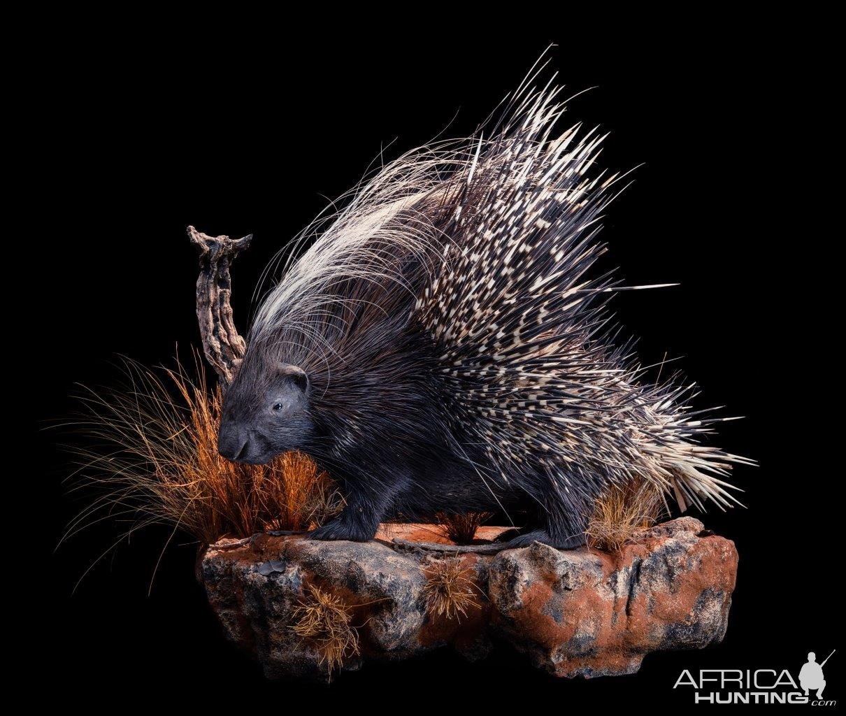 Porcupine Full Mount Taxidermy