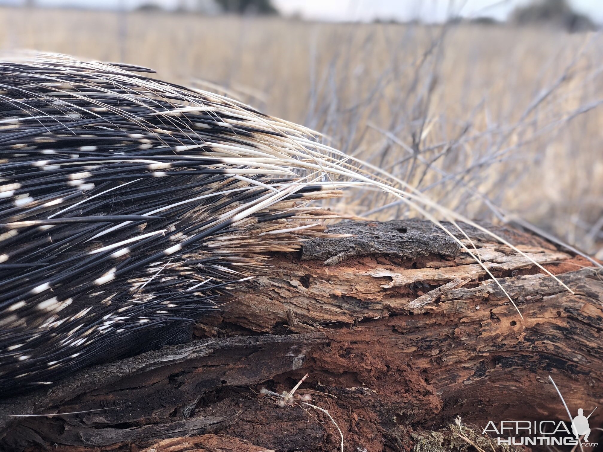 Porcupine quills