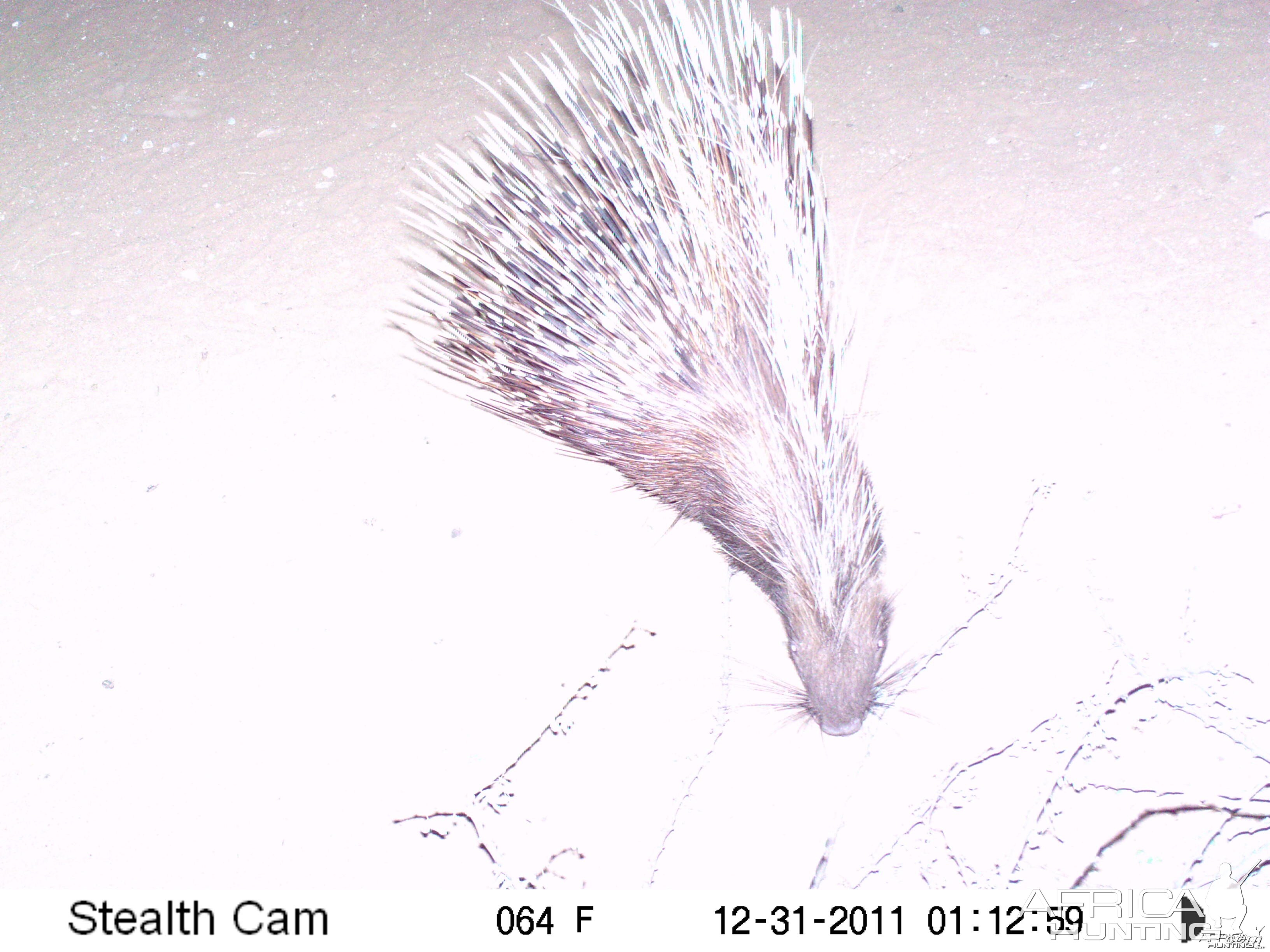 Porcupine Trail Camera Namibia