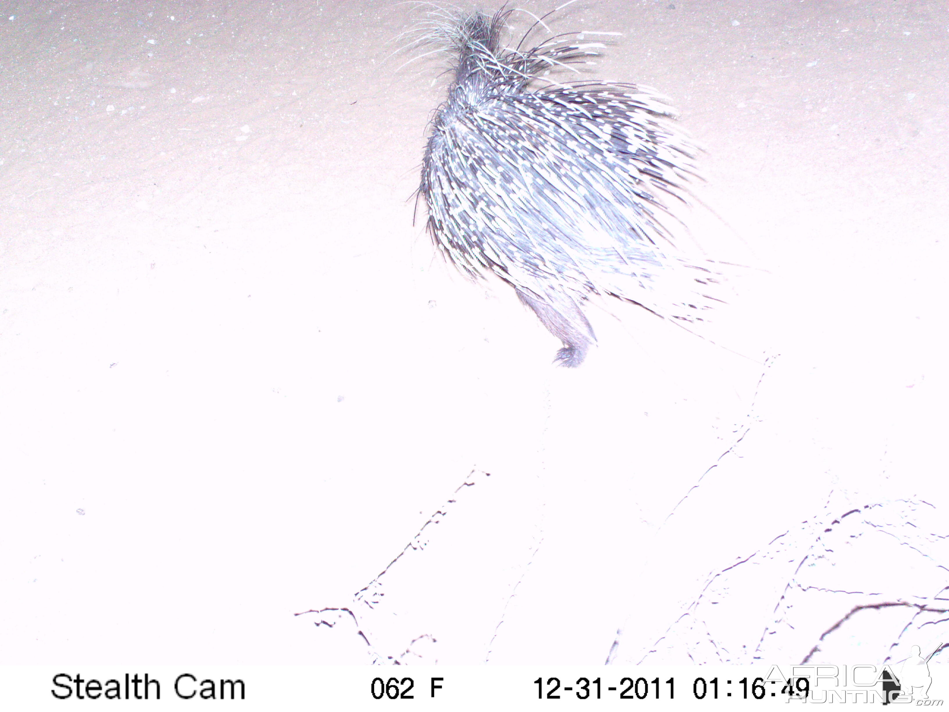 Porcupine Trail Camera Namibia