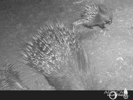 Porcupine with baby