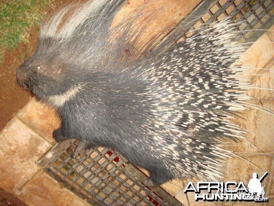 Porcupine