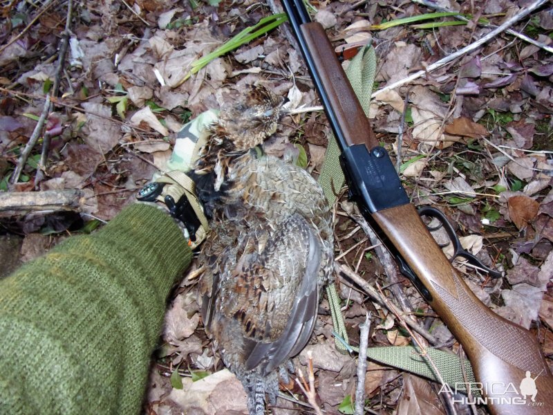 Prairie-chickens Hunting USA