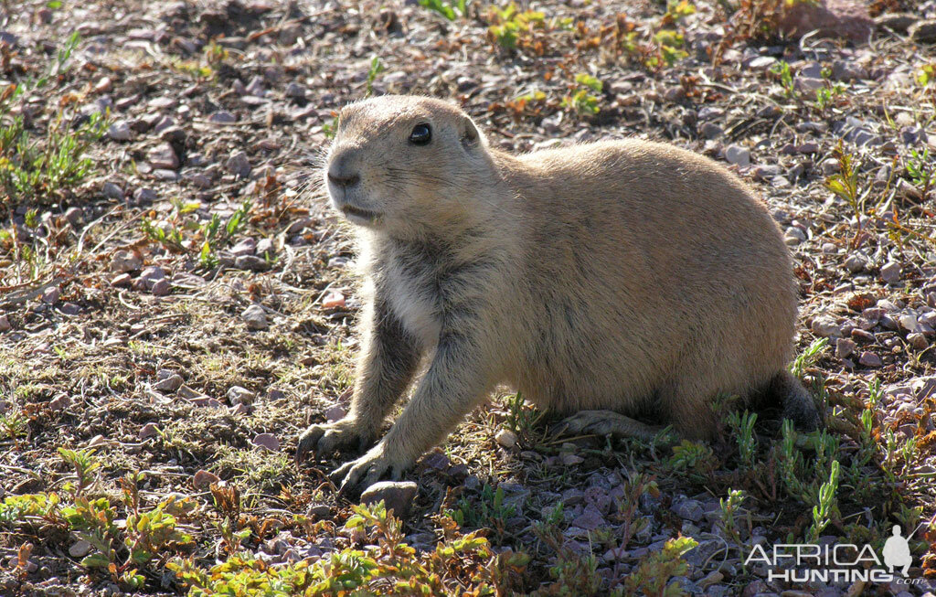 Prairie Dog, USA