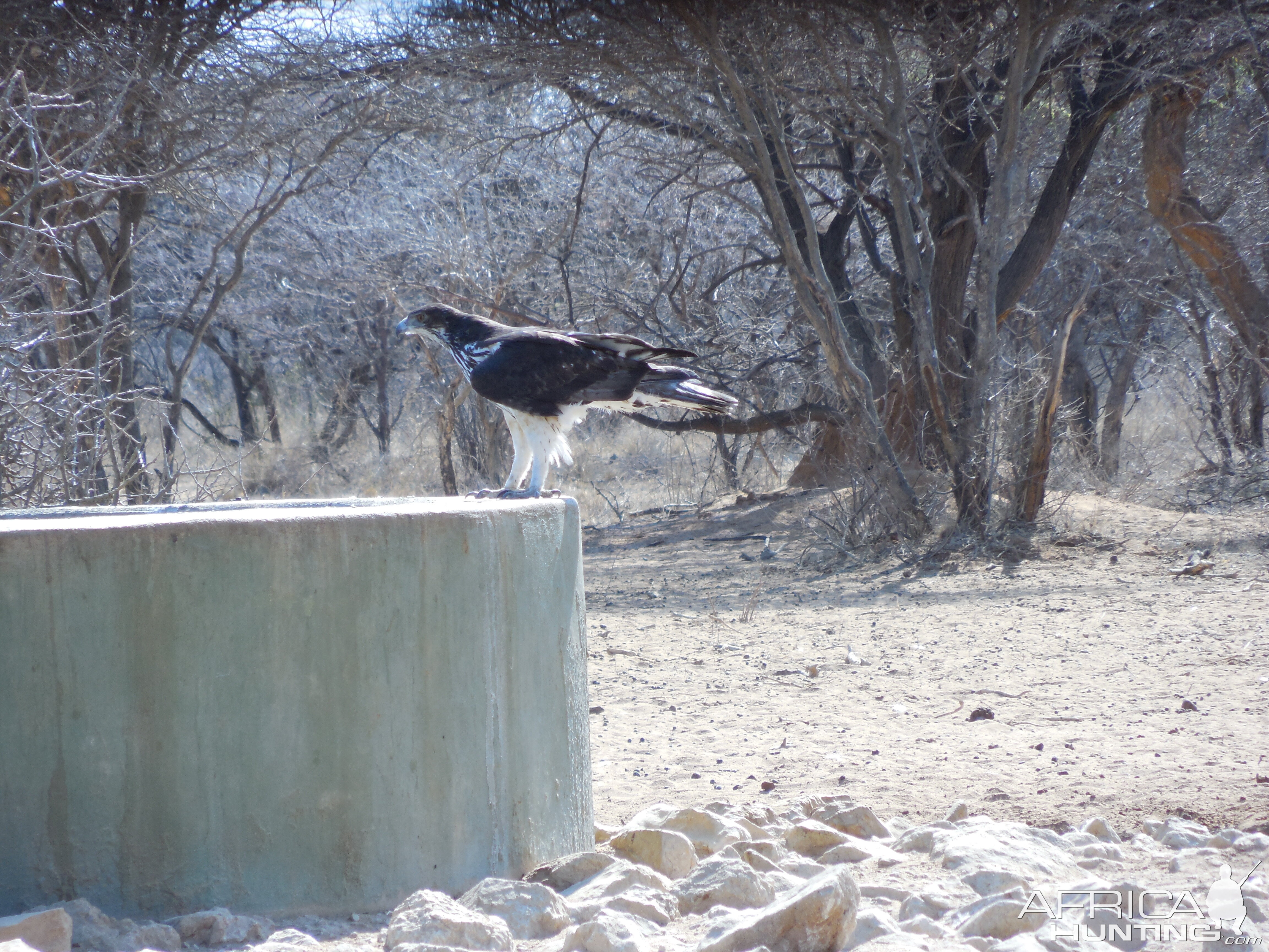 Prey Bird Namibia