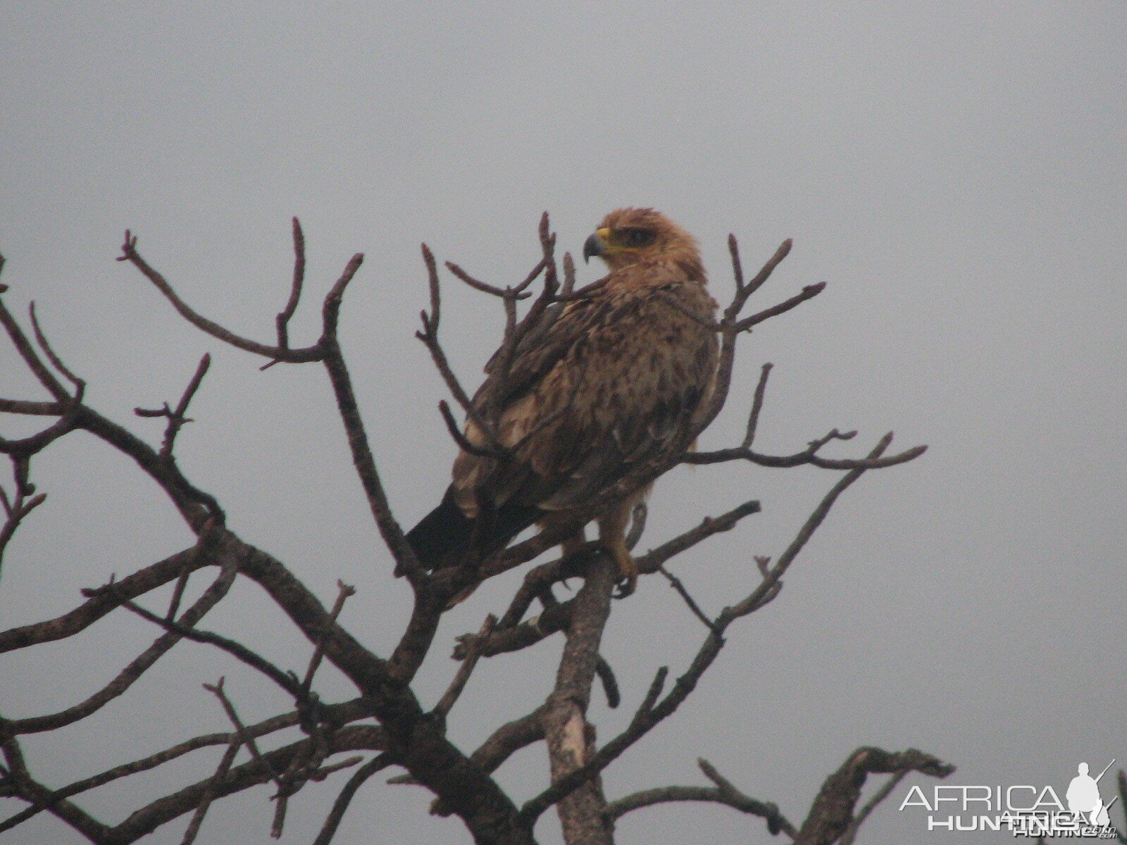 Prey bird South Africa