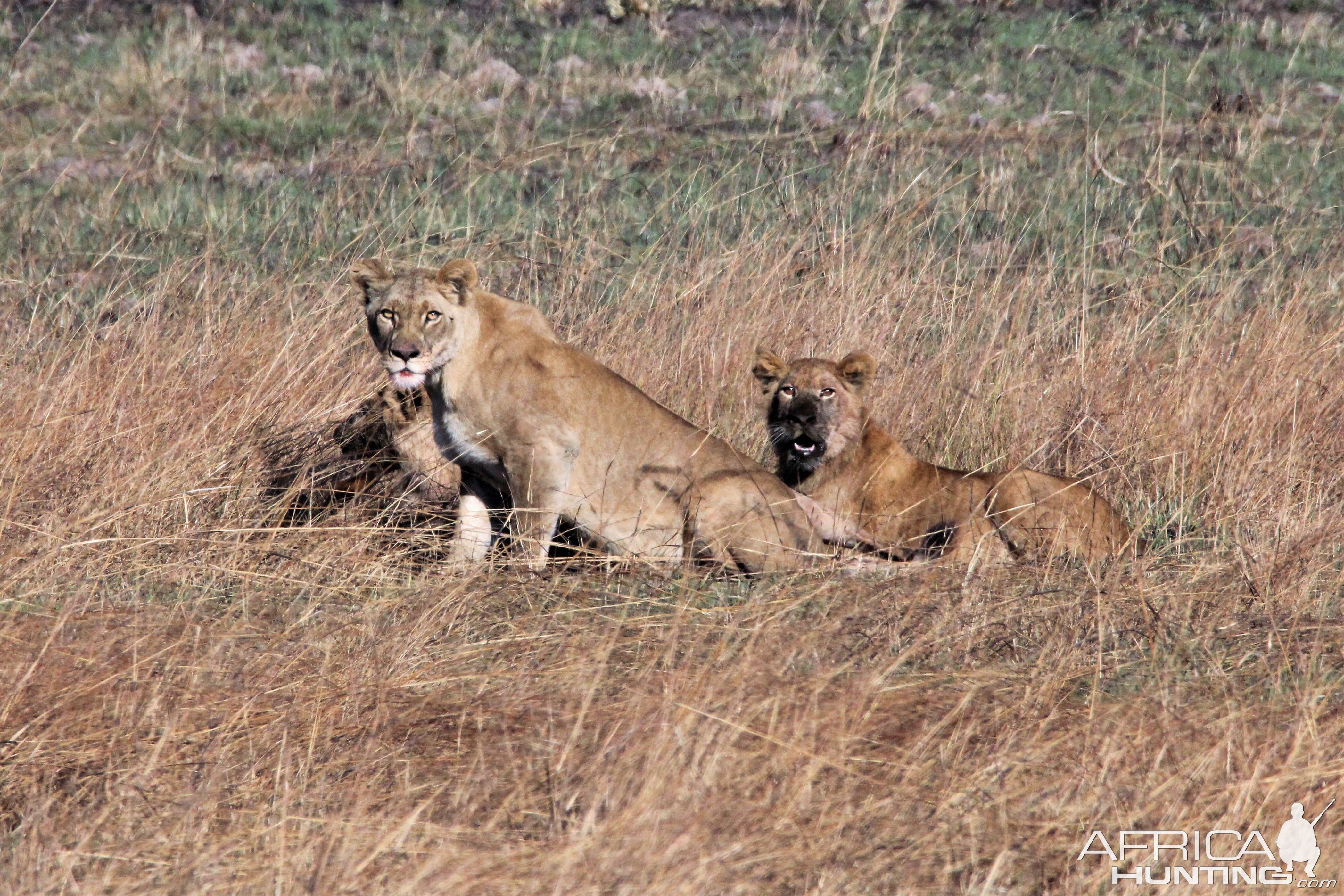 Pride of Lions in Zambia