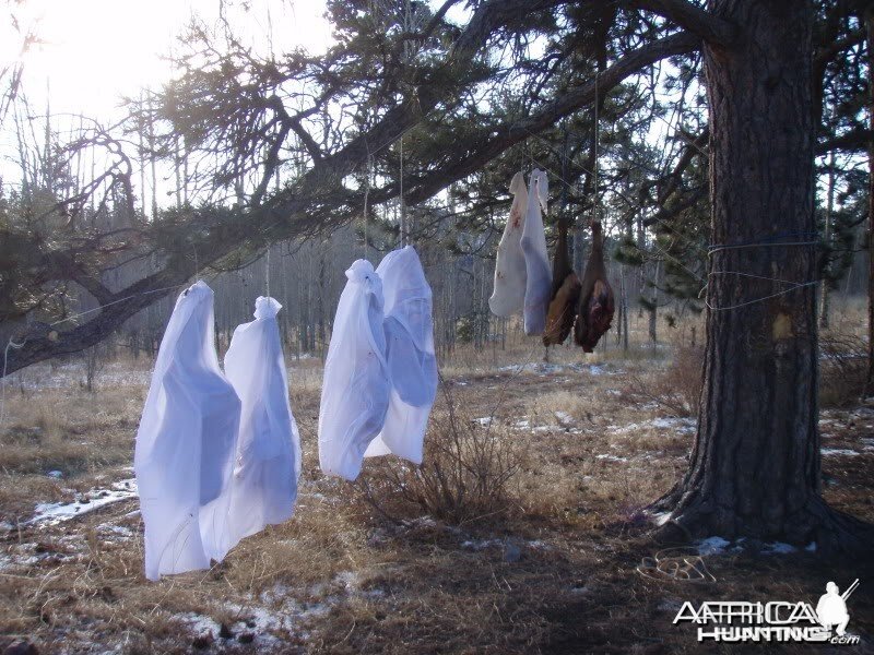 Probably one of my favorite pictures taken Nov 2010 Colorado elk hunting