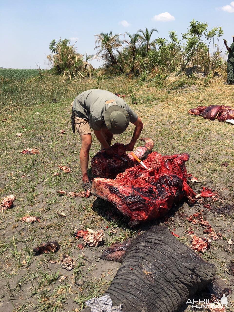 processing an mature elephant bull to distribute it to the community can be a task