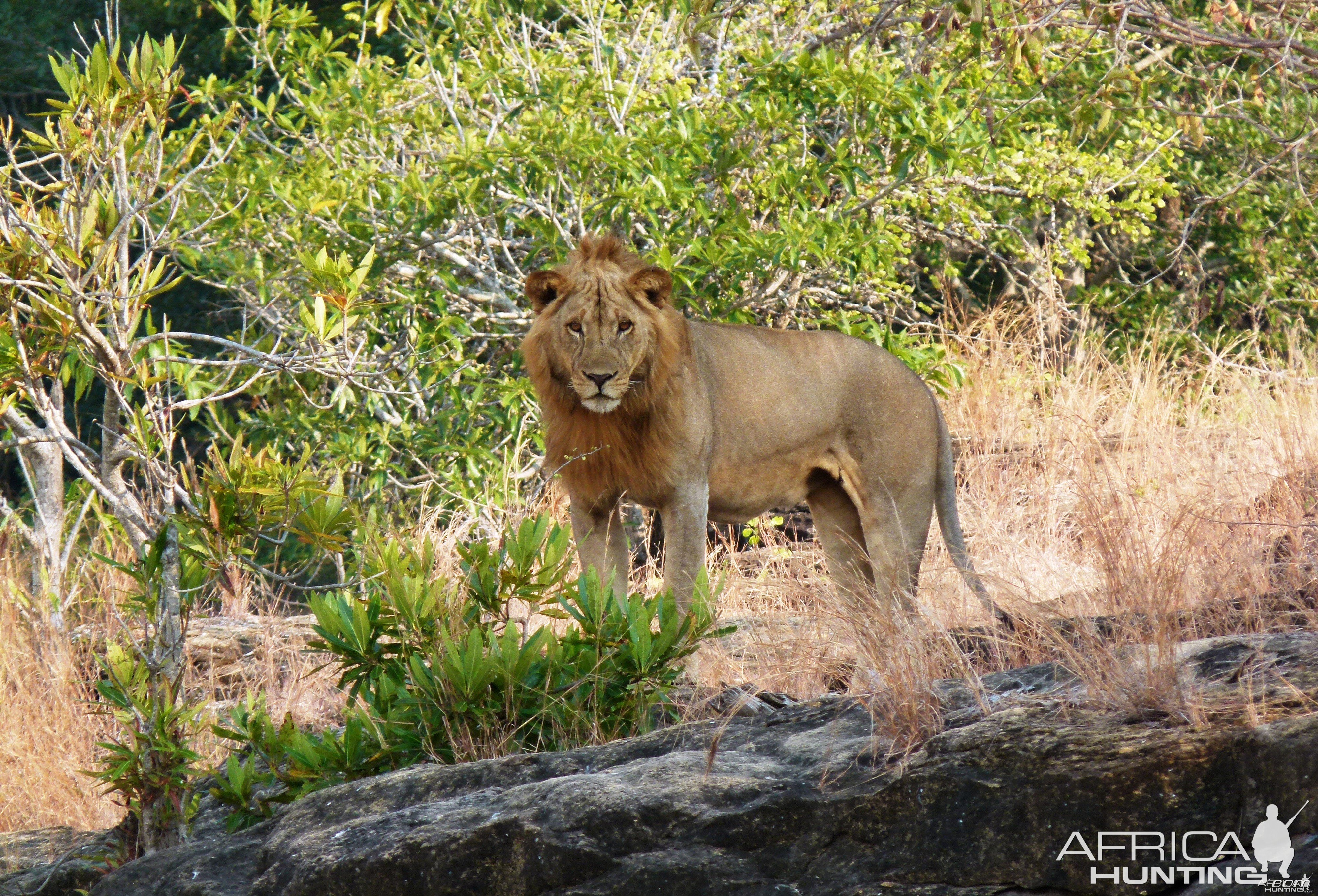 Promising young Lion, Selous, Tanzania