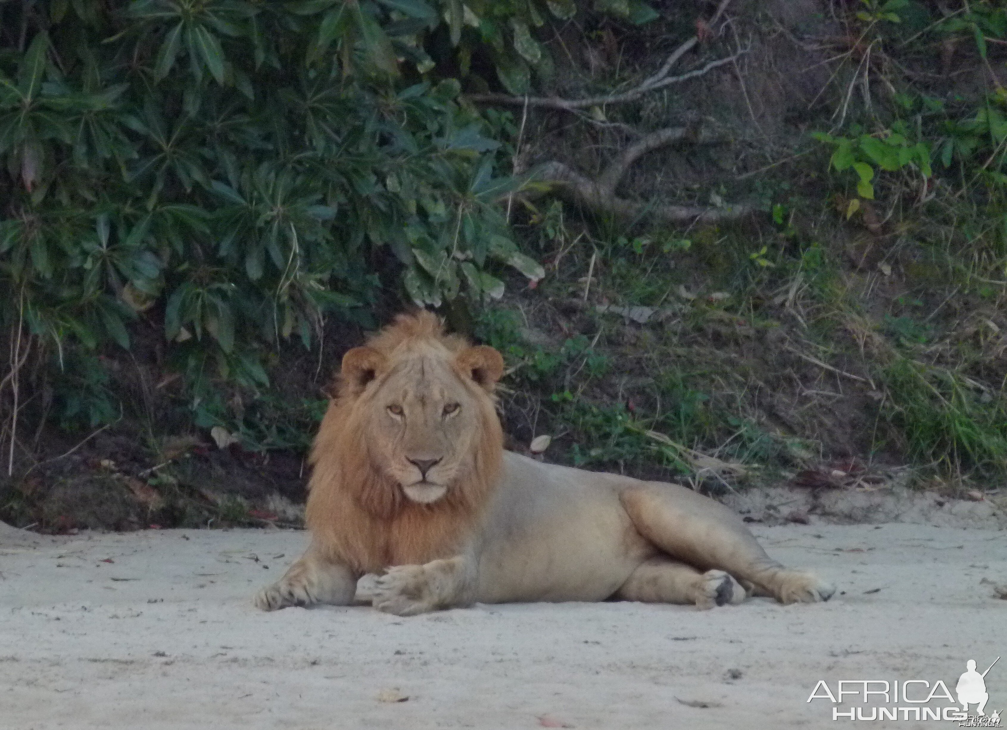 Promising young Lion