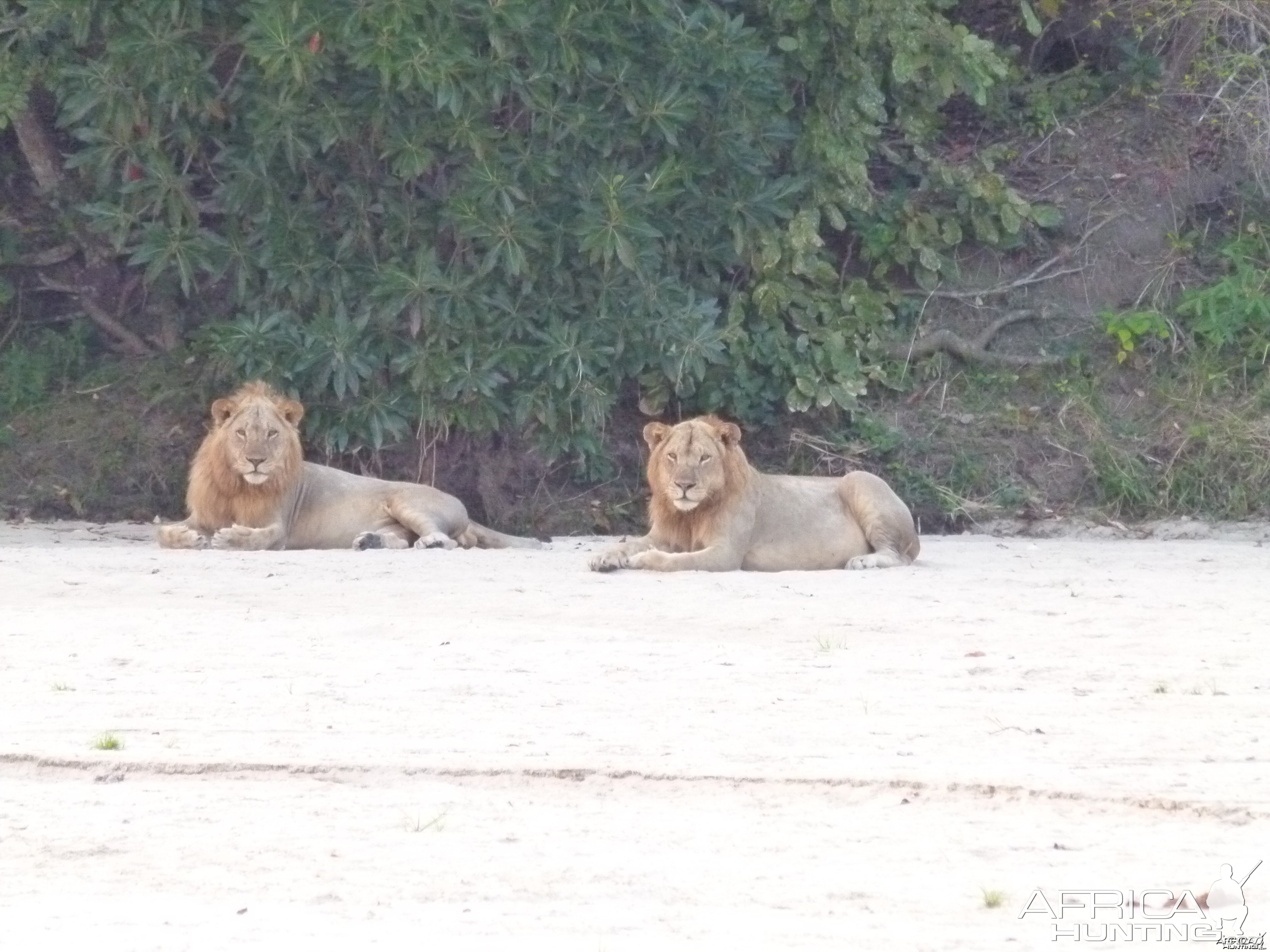 Promising young Lions