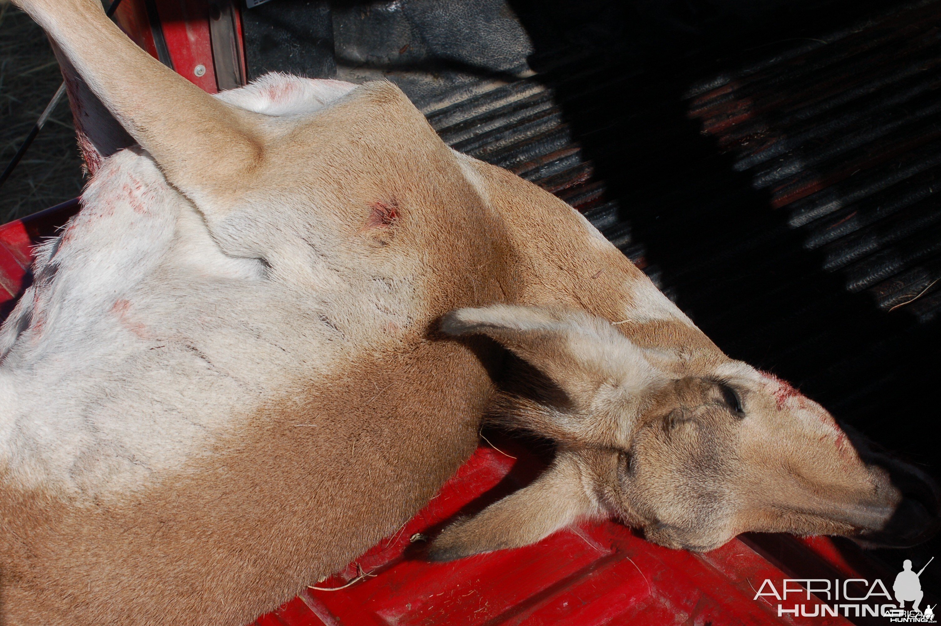 pronghorn 6BR 95gr BIB entrance wound