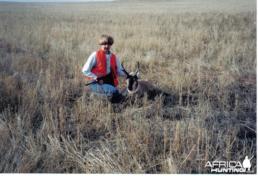 pronghorn antelope buck