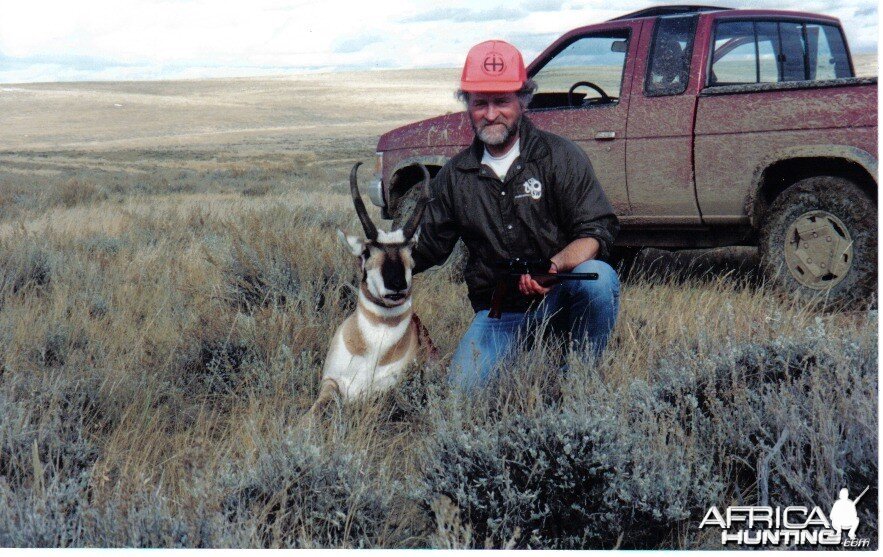 pronghorn antelope buck