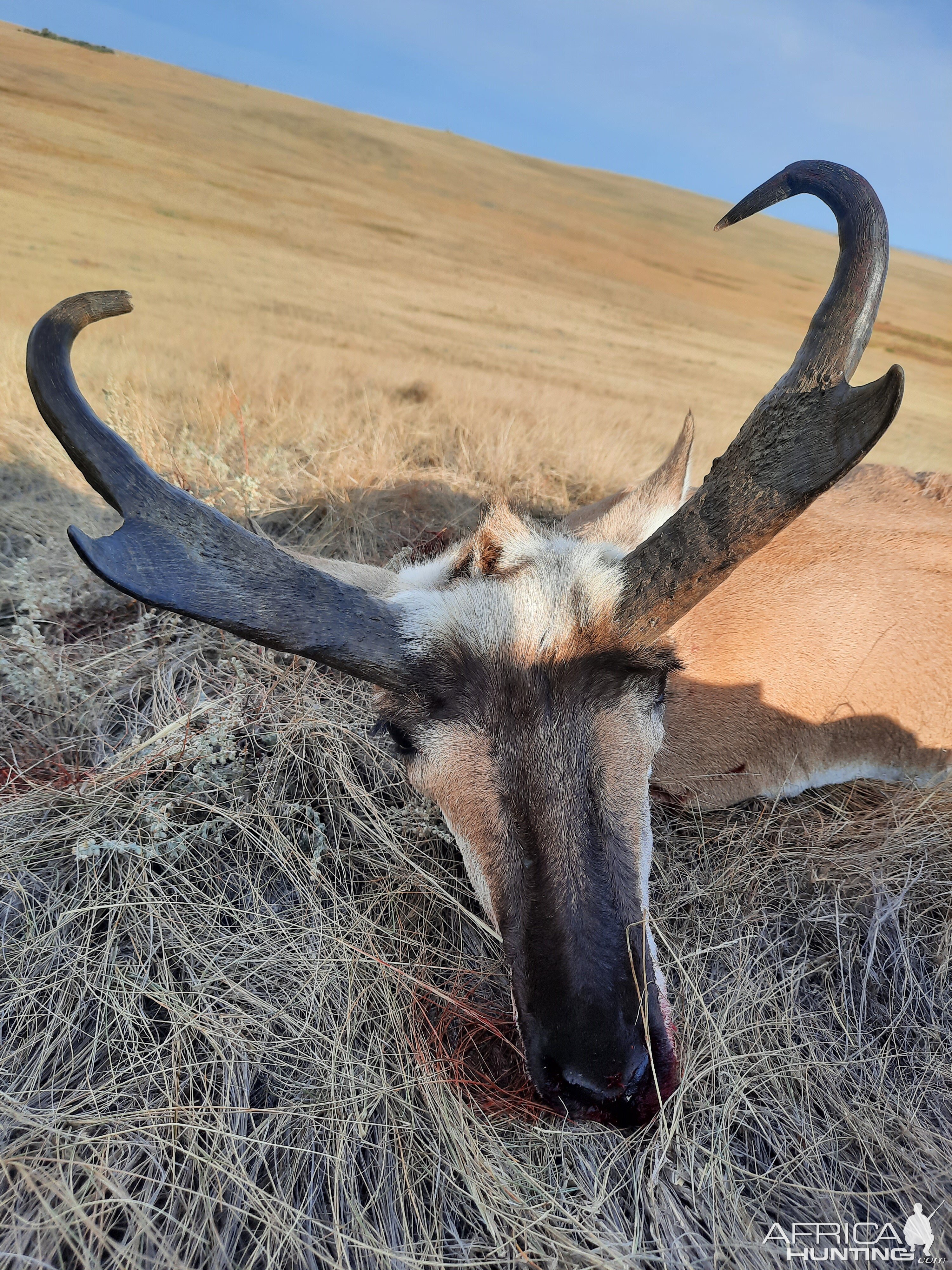 Pronghorn Antelope Hunt Canada