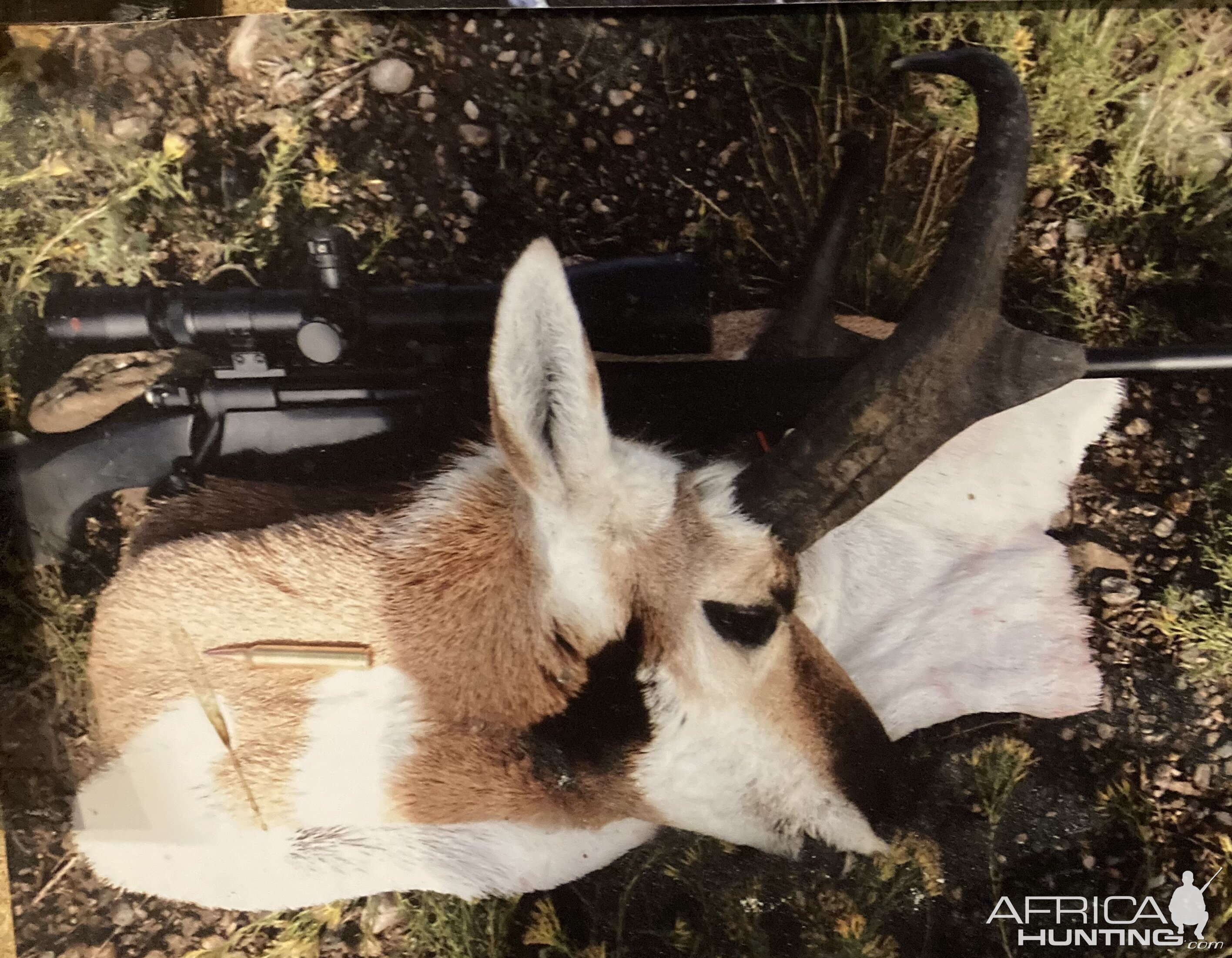 Pronghorn Antelope Hunting