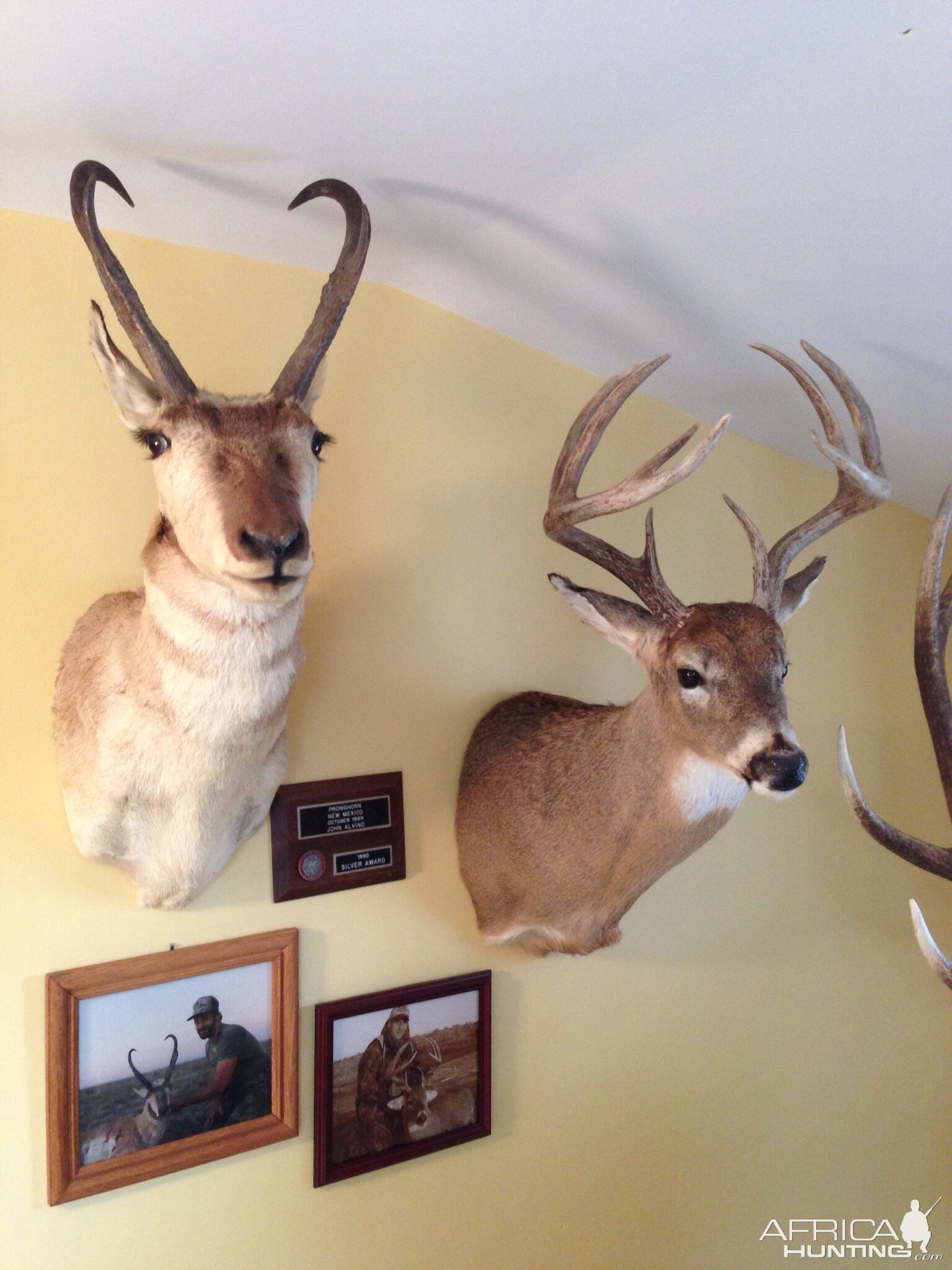 Pronghorn & Buck Shoulder Mount Taxidermy