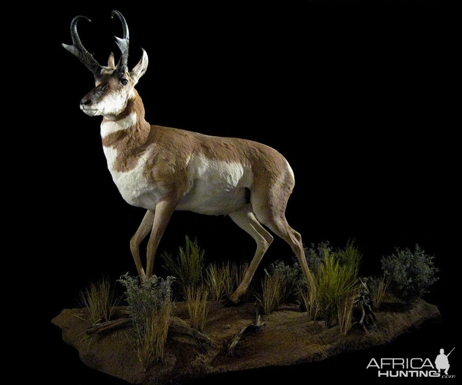 Pronghorn Full Mount Taxidermy