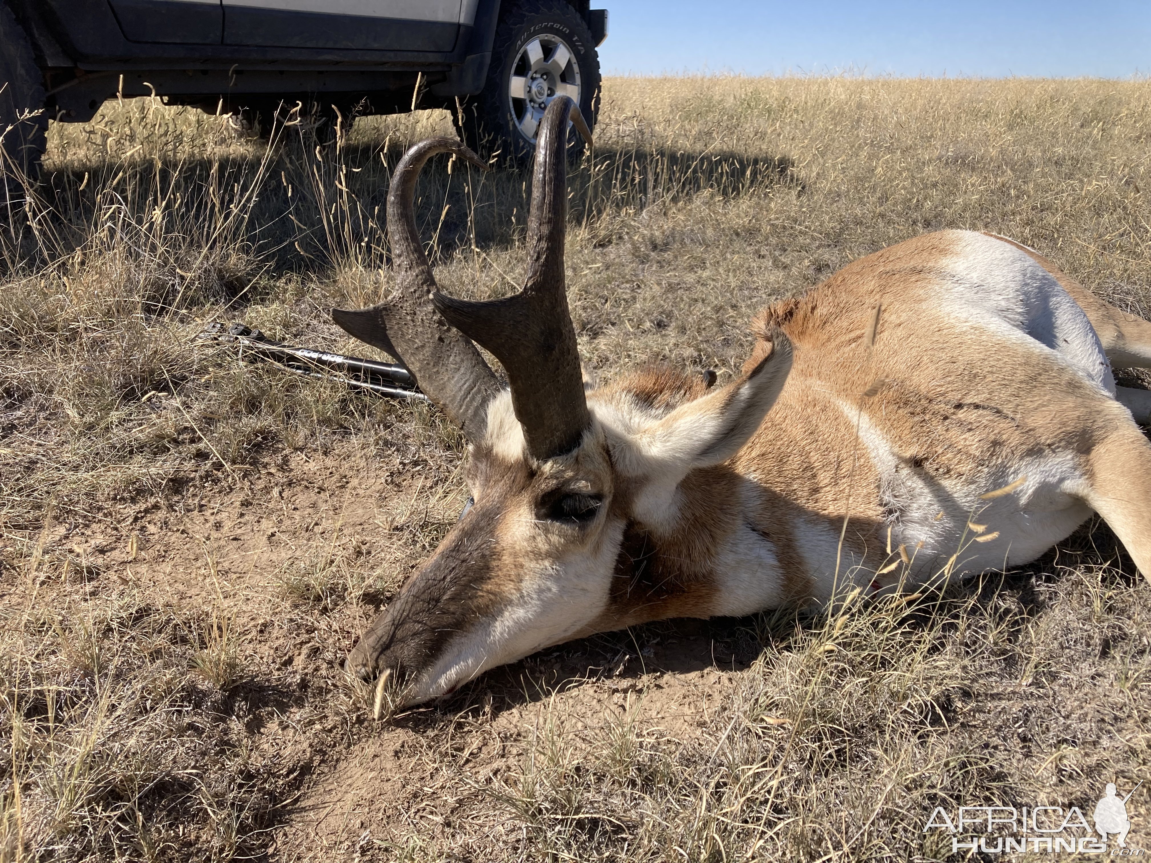 Pronghorn Hunt Colorado