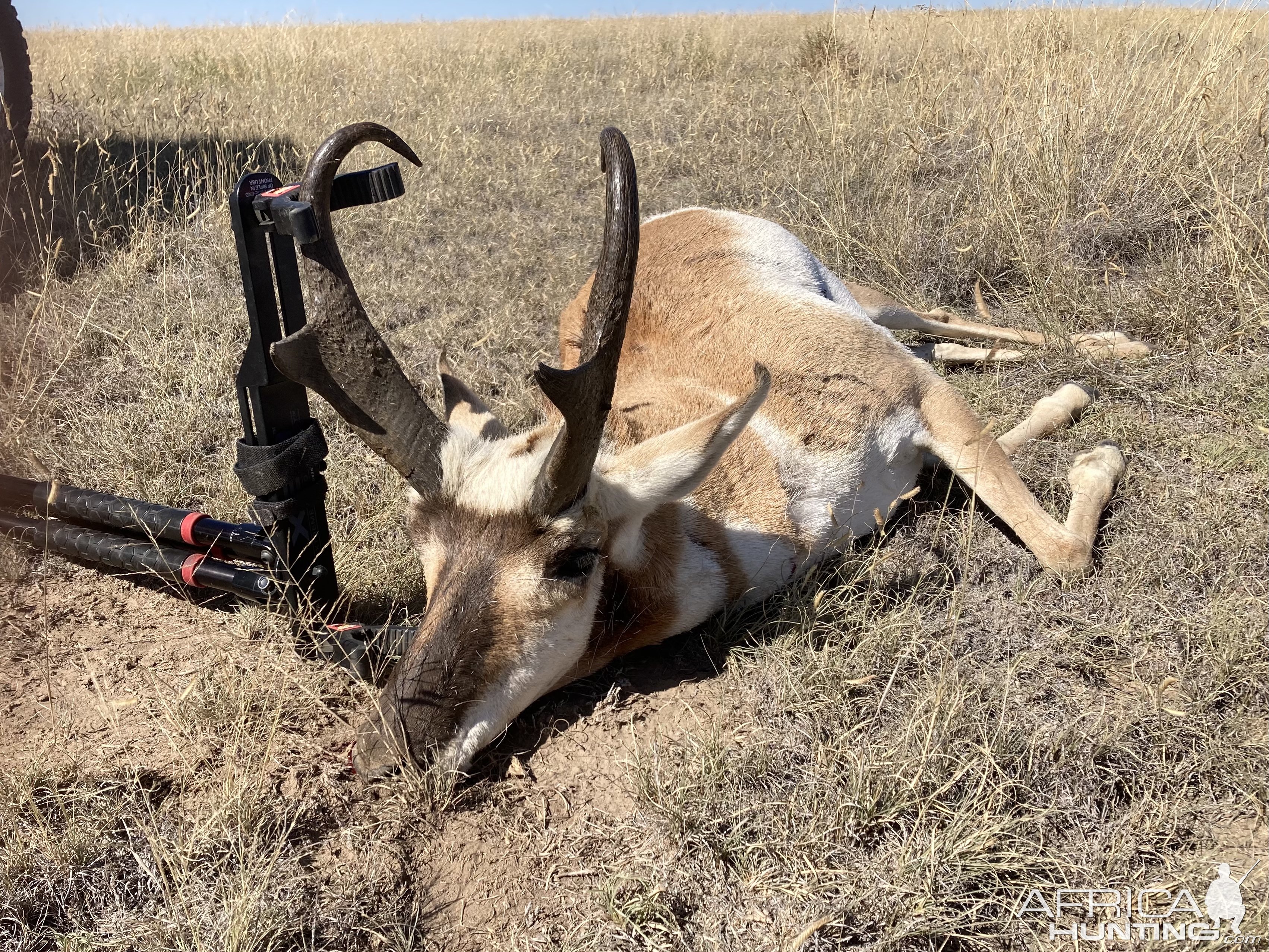 Pronghorn Hunt Colorado