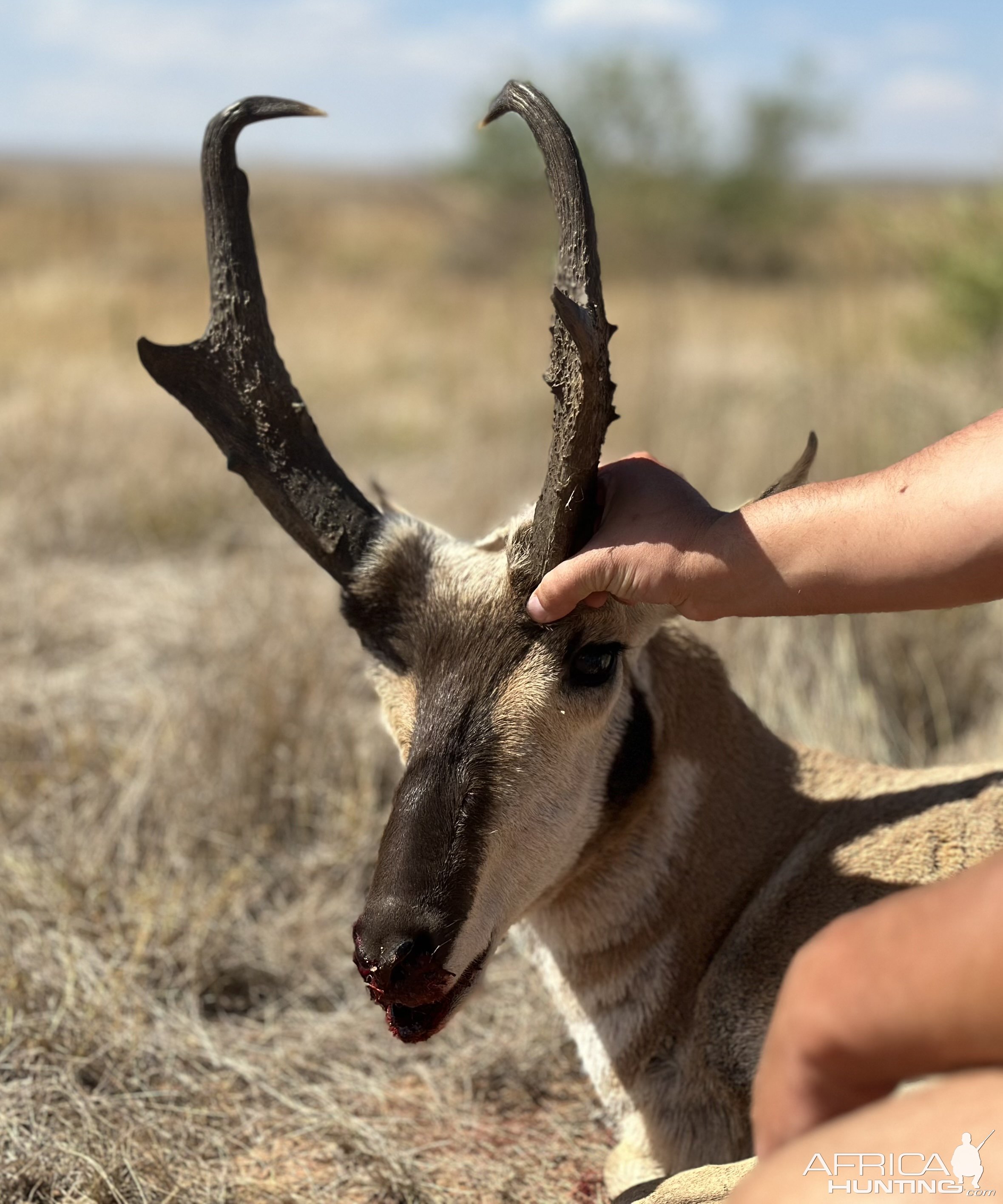 Pronghorn Hunt New Mexico