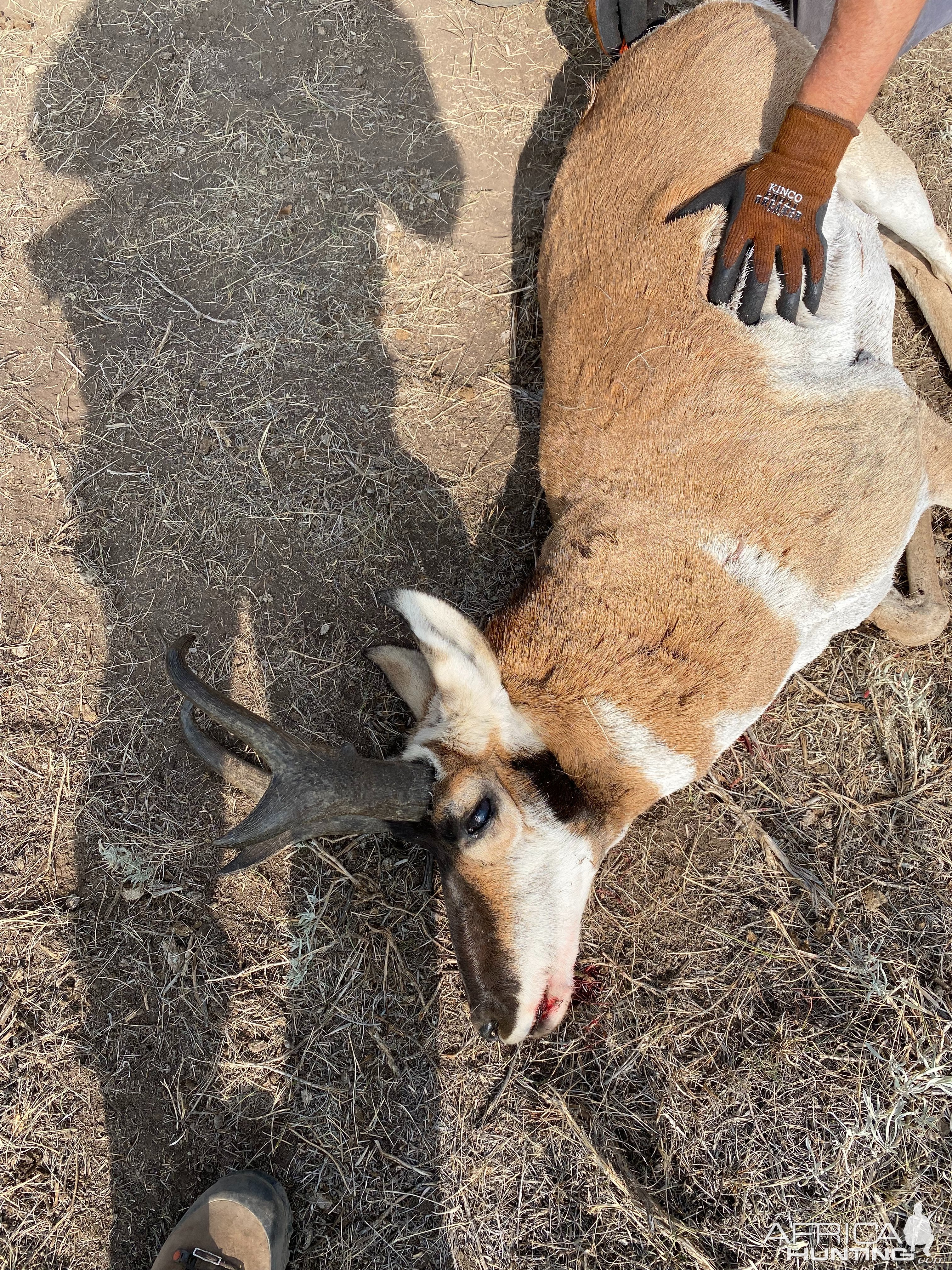 Pronghorn Hunt Wyoming