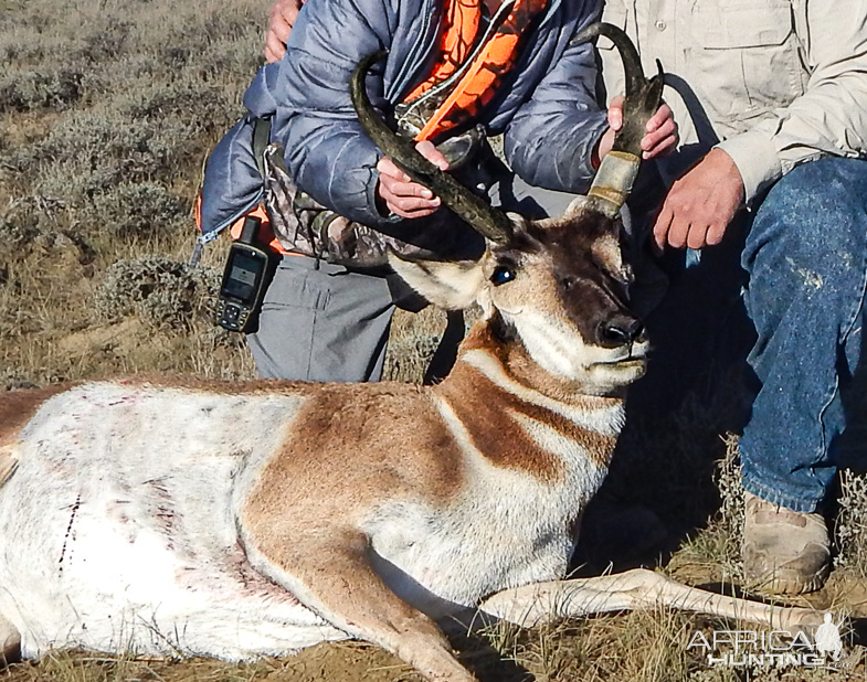 Pronghorn Hunting Wyoming