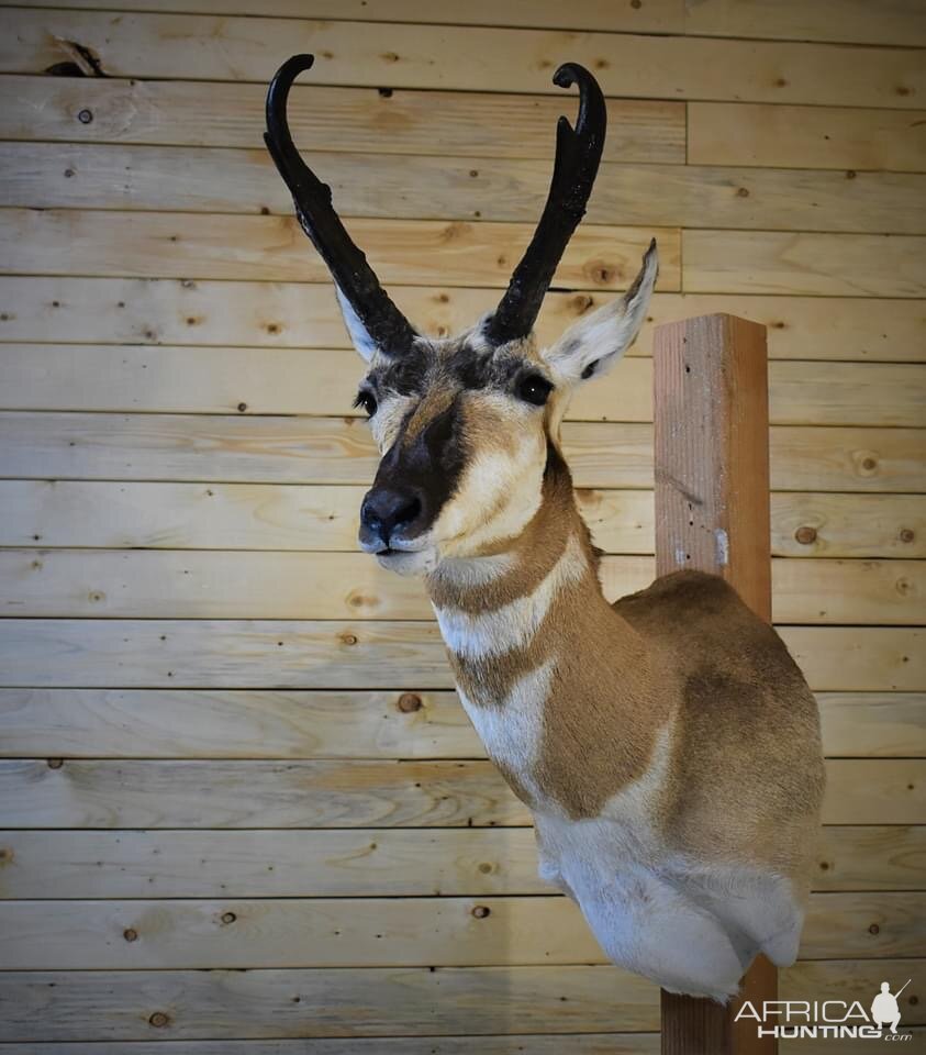 Pronghorn Shoulder Mount Taxidermy