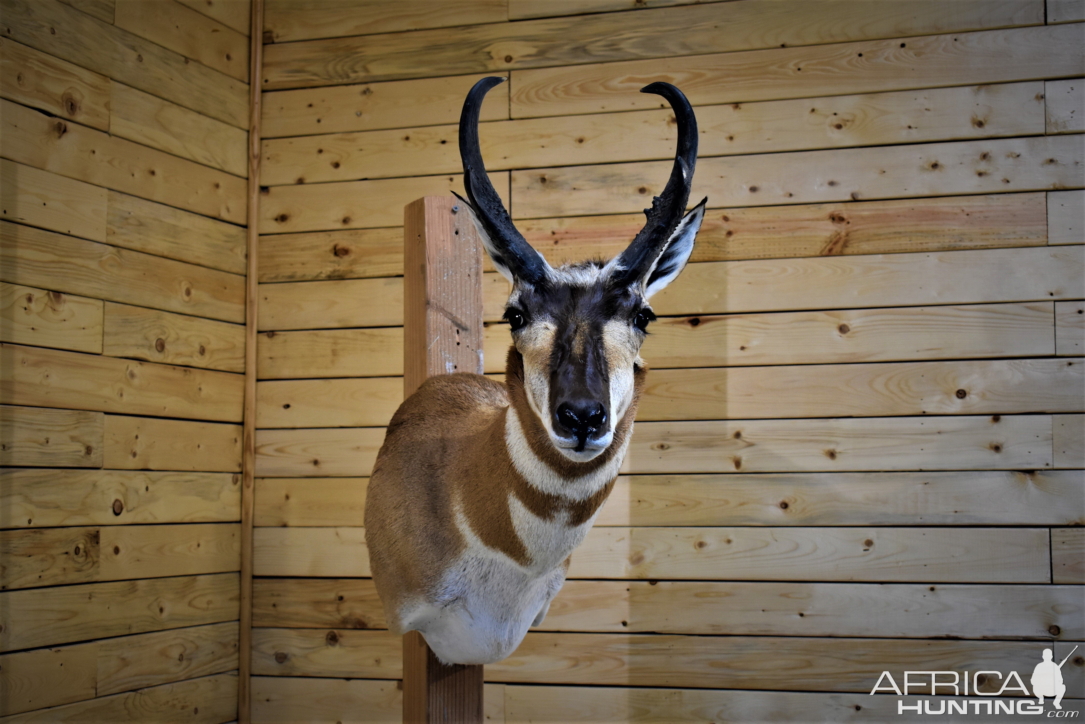 Pronghorn Shoulder Mount Taxidermy