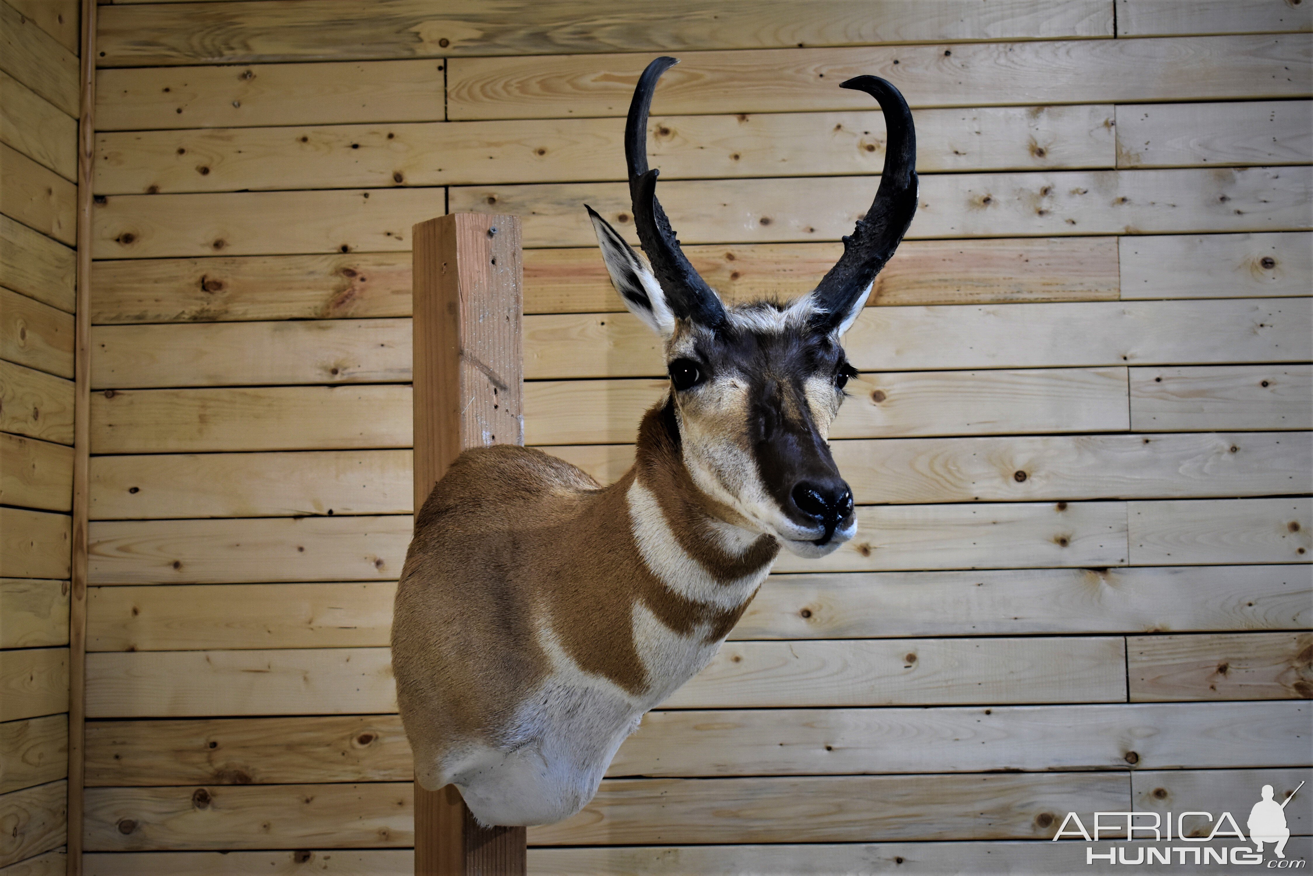 Pronghorn Shoulder Mount Taxidermy