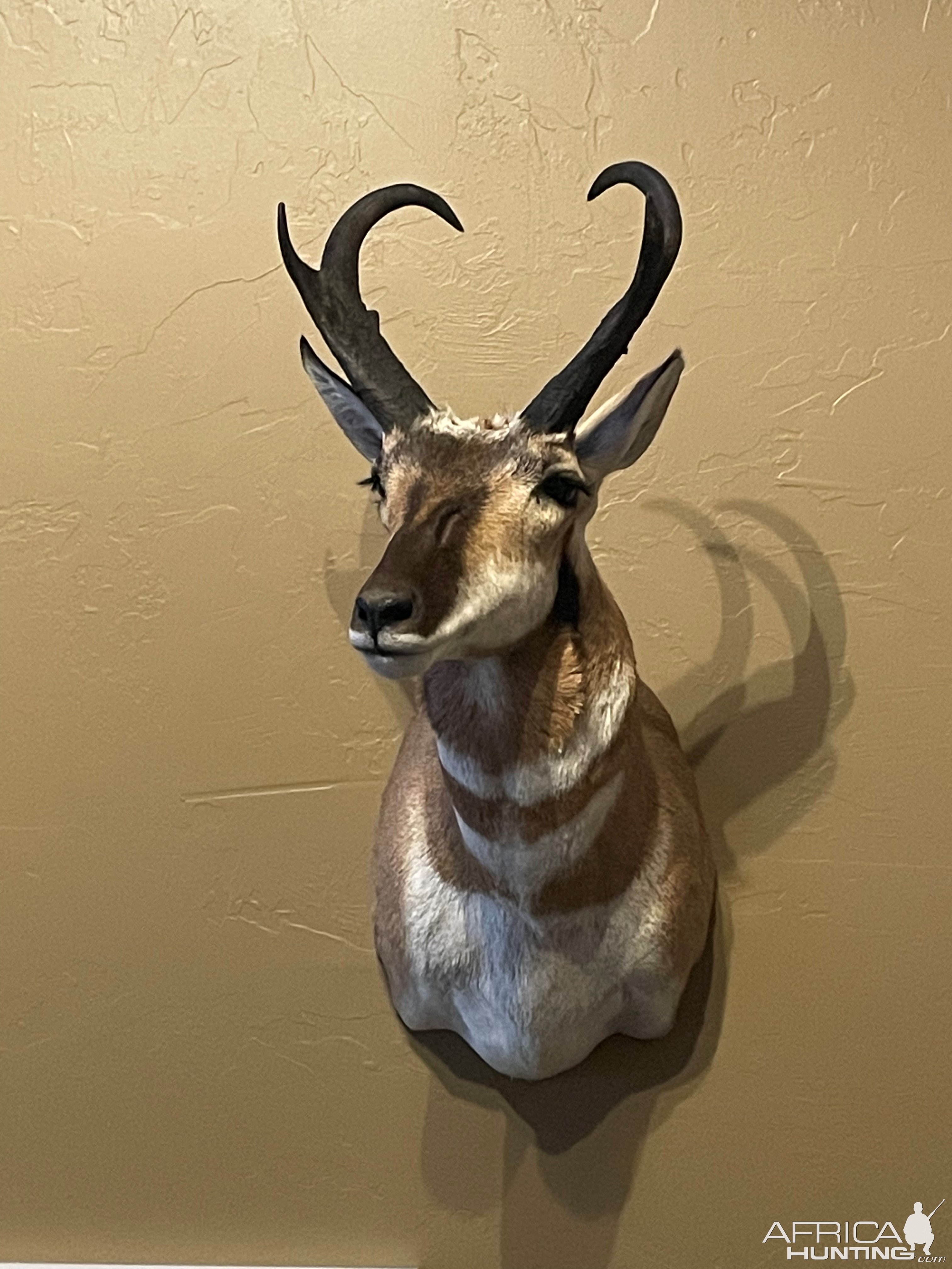 Pronghorn Shoulder Mount Taxidermy