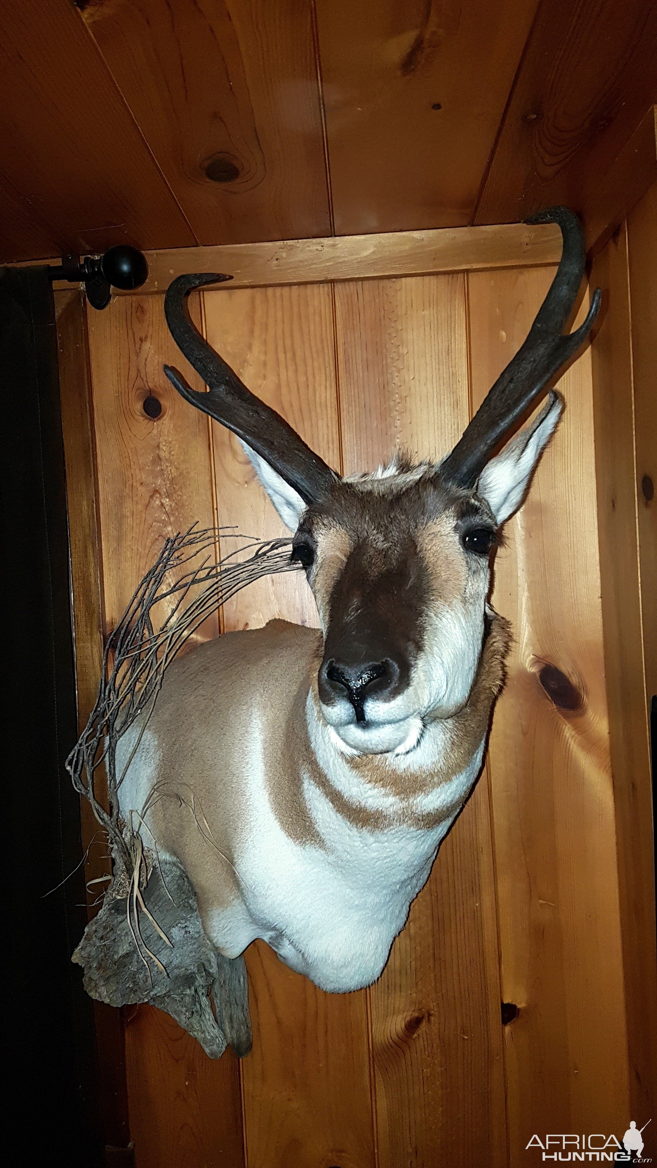 Pronghorn Shoulder Mount Taxidermy