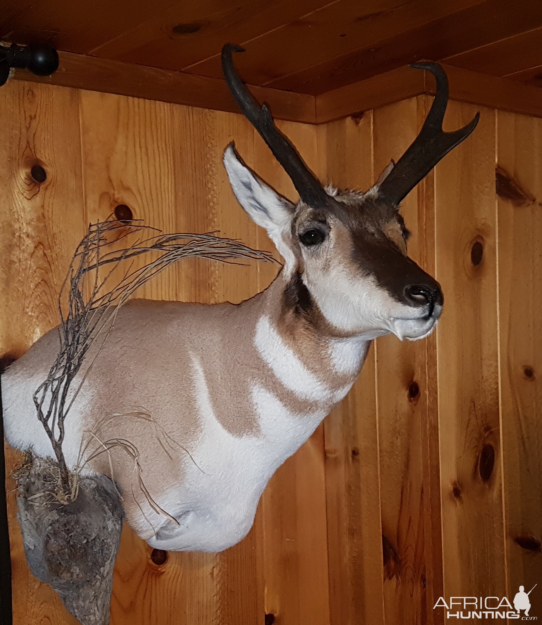 Pronghorn Shoulder Mount Taxidermy