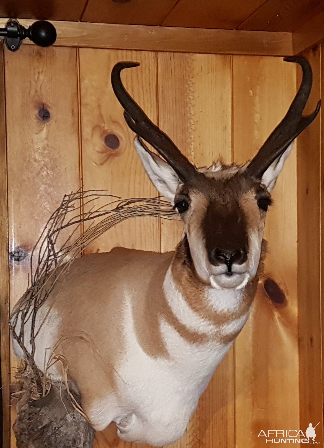 Pronghorn Shoulder Mount Taxidermy