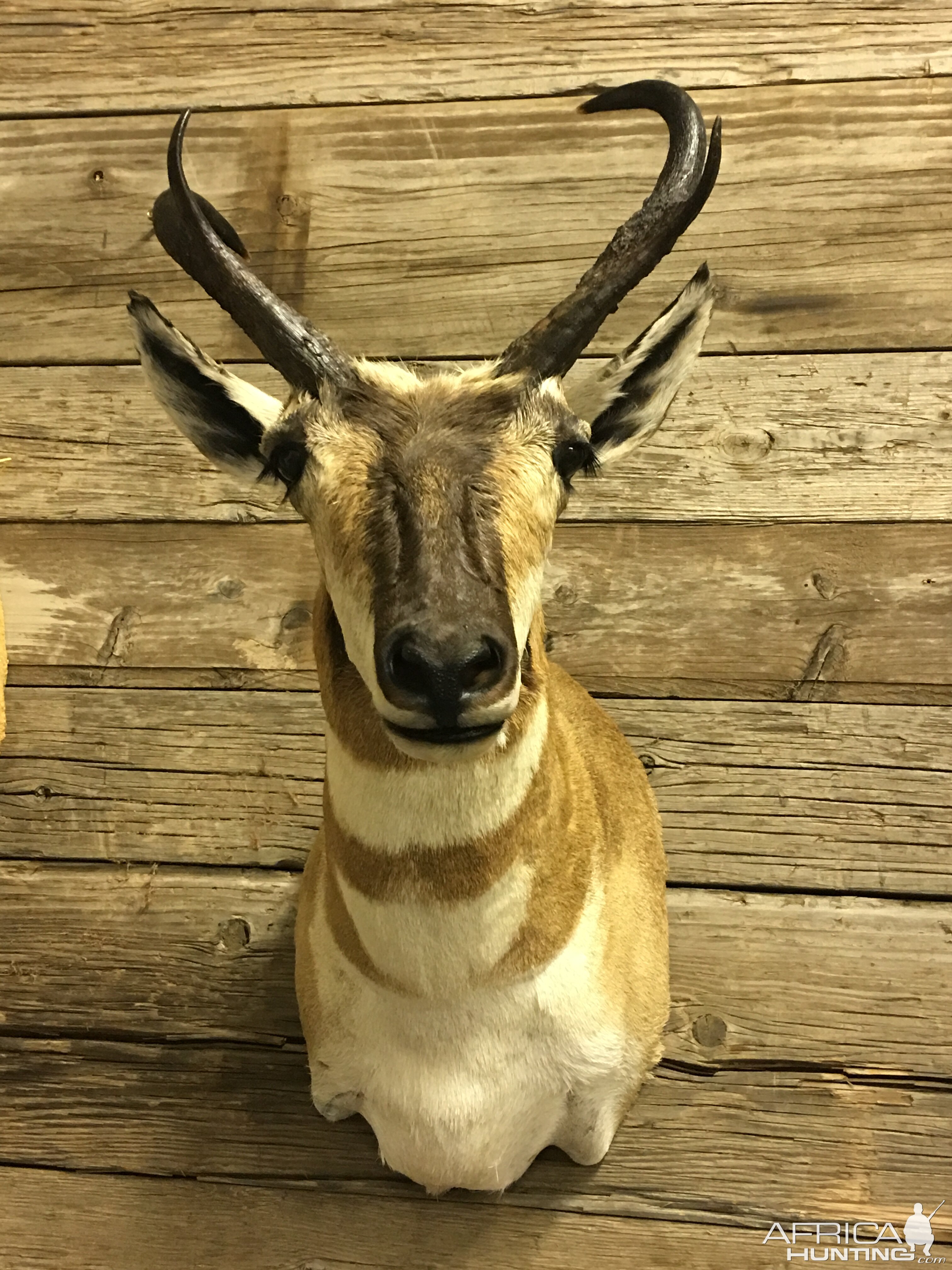 Pronghorn Shoulder Mount Taxidermy