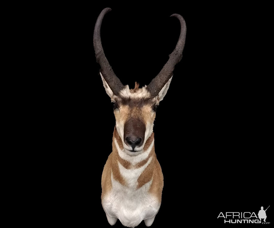 Pronghorn Shoulder Mount Taxidermy