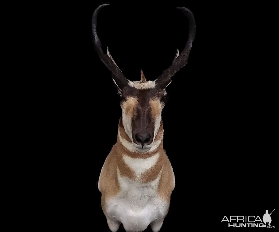 Pronghorn Shoulder Mount Taxidermy