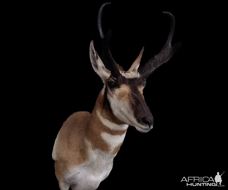 Pronghorn Shoulder Mount Taxidermy