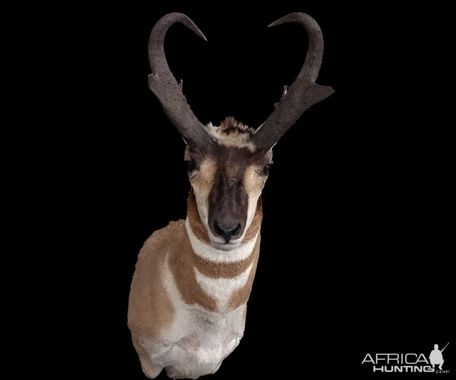 Pronghorn Shoulder Mount Taxidermy