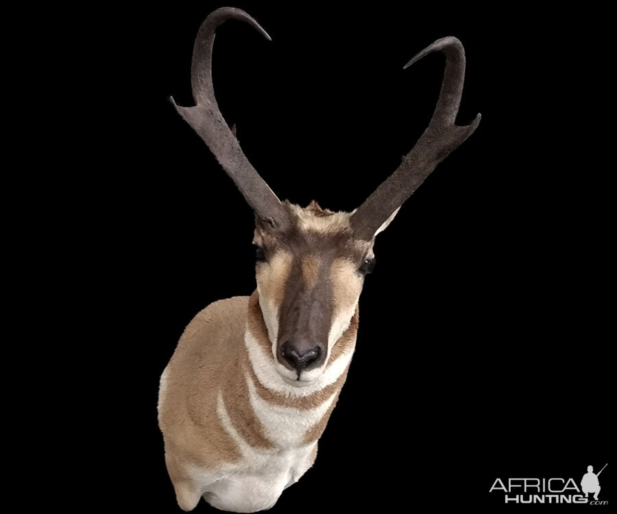 Pronghorn Shoulder Mount Taxidermy