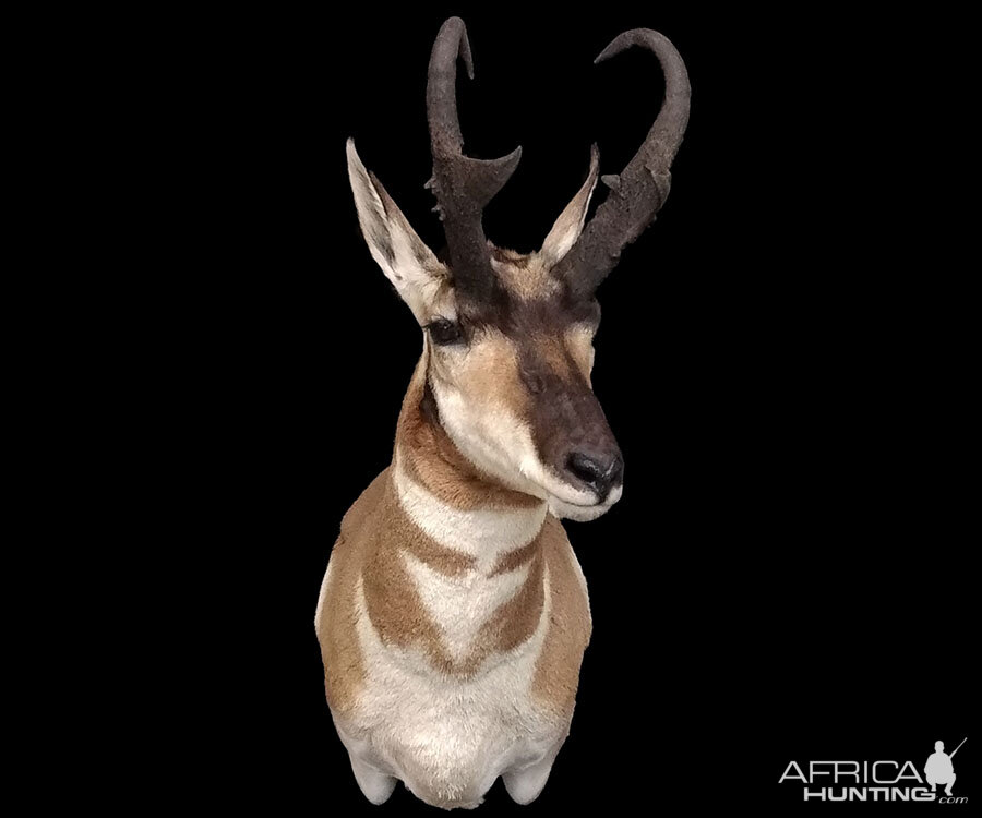 Pronghorn Shoulder Mount Taxidermy